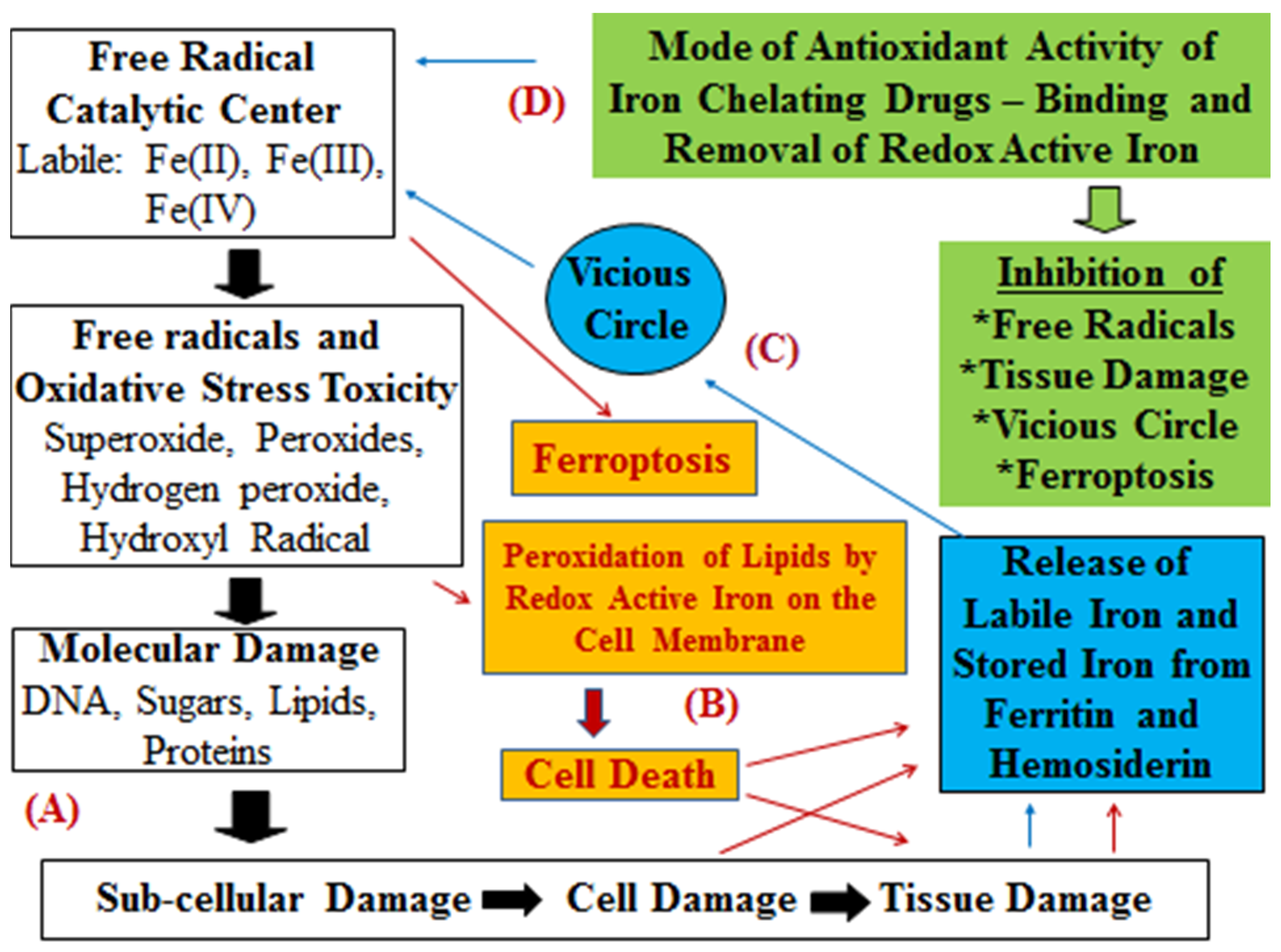 Antioxidants 14 00982 g005