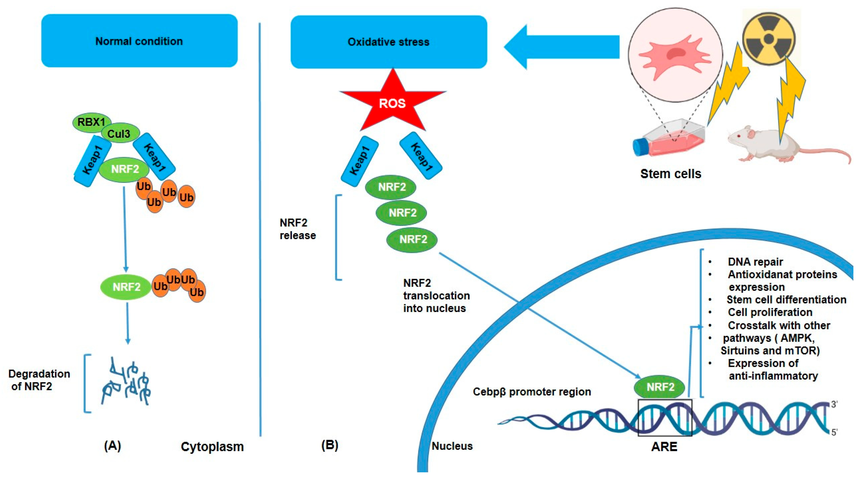 Antioxidants 14 00986 g001 Antioxidants 14 00986 g001