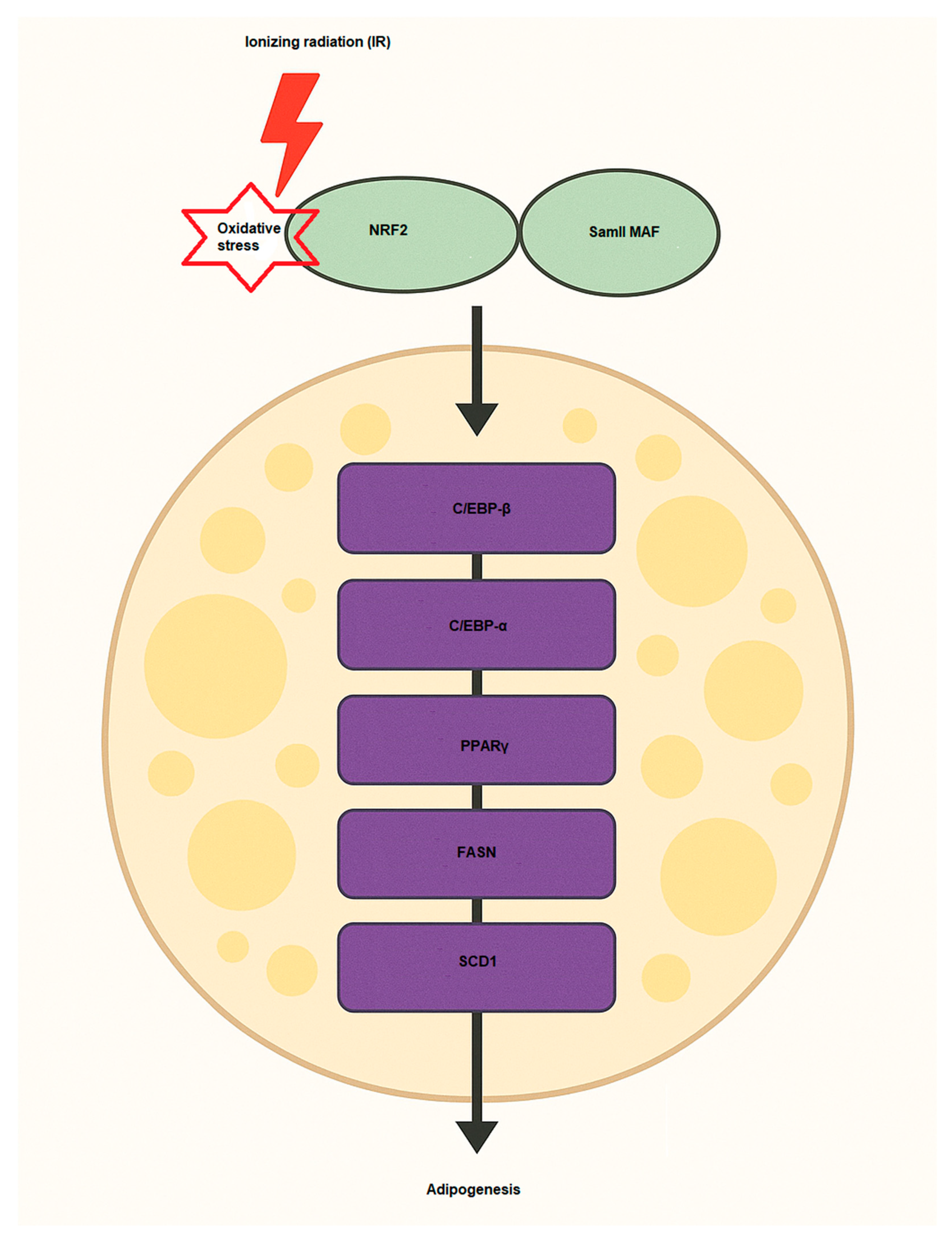 Antioxidants 14 00986 g003 Antioxidants 14 00986 g003