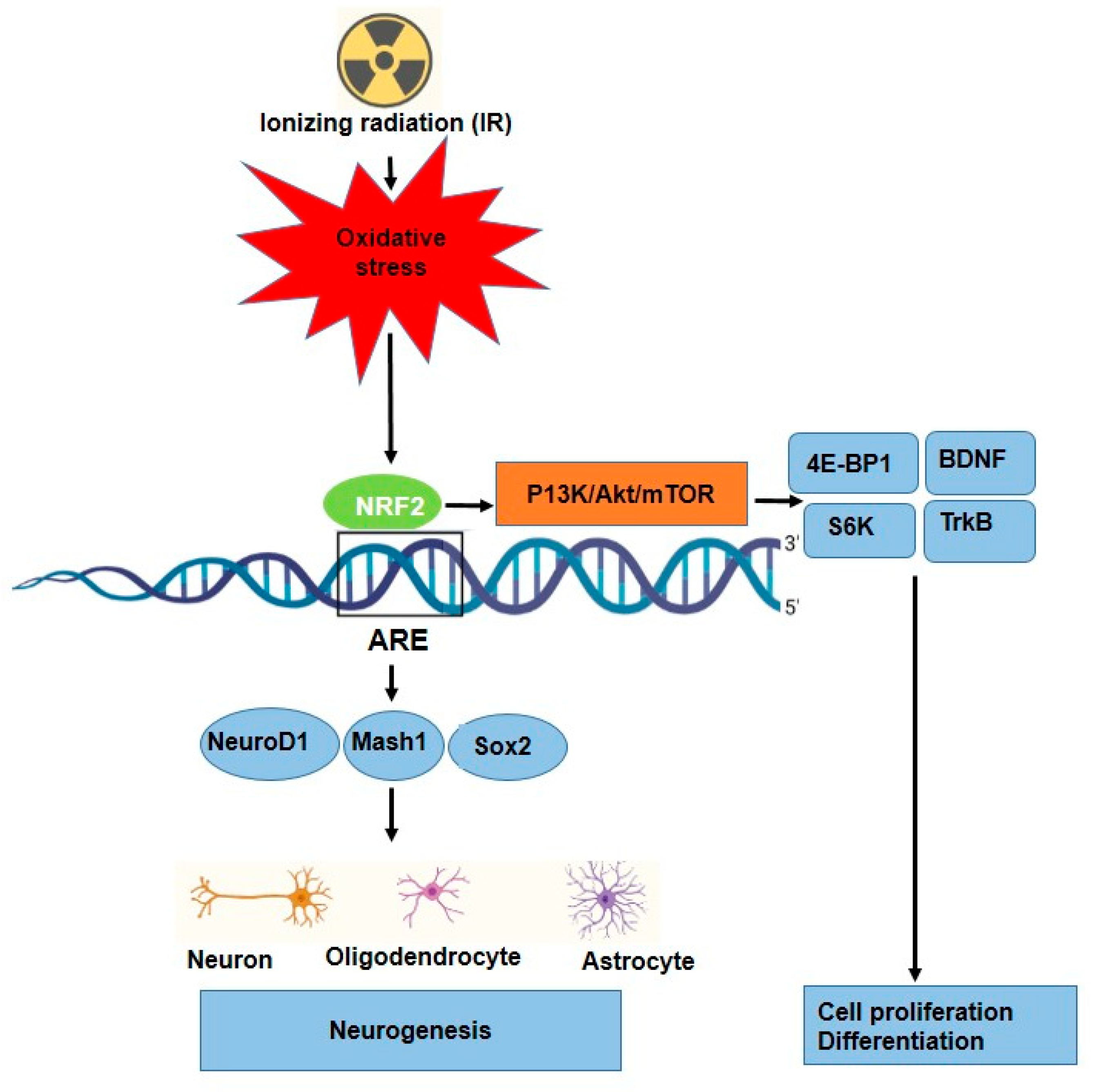 Antioxidants 14 00986 g004 Antioxidants 14 00986 g004