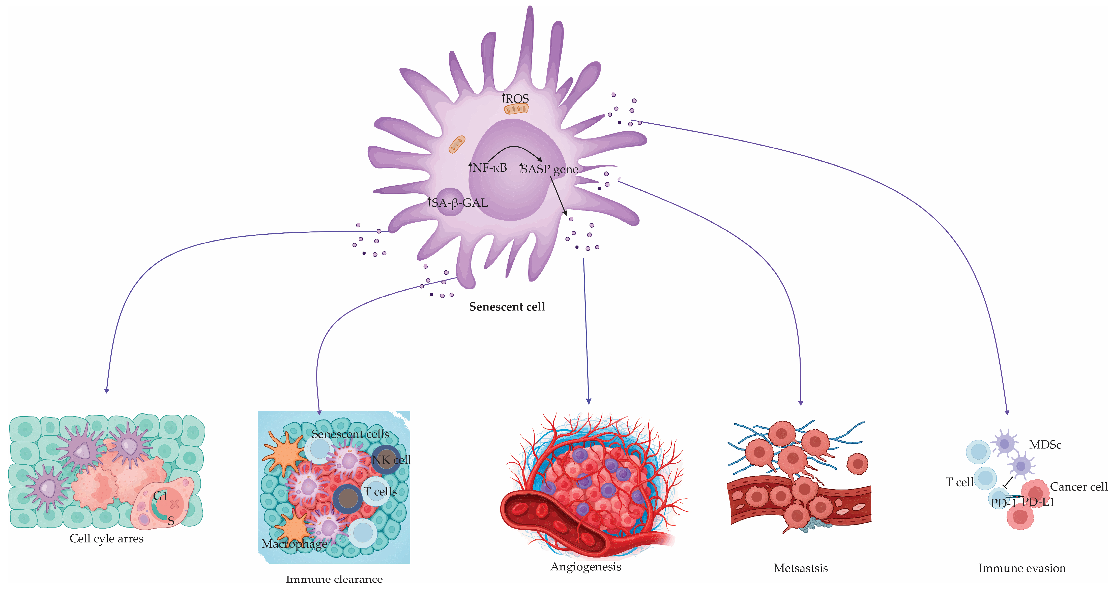 Antioxidants 14 00987 g001 Antioxidants 14 00987 g001