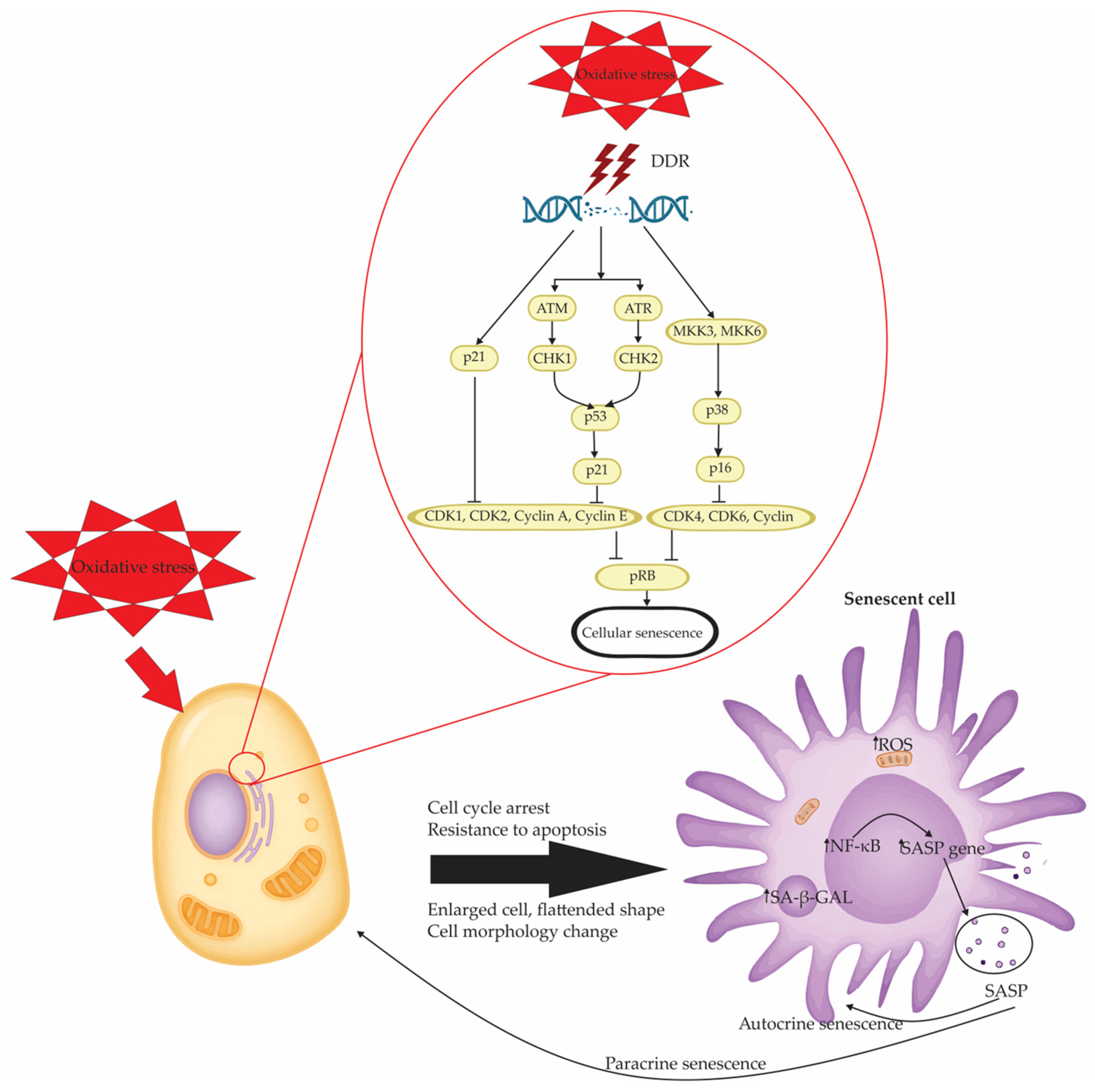 Antioxidants 14 00987 g002 Antioxidants 14 00987 g002