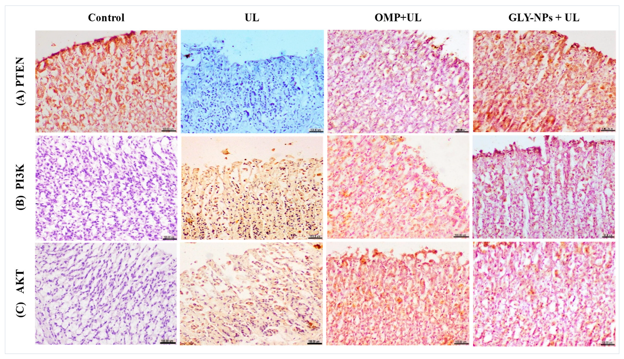 Antioxidants 14 00990 g011 Antioxidants 14 00990 g011