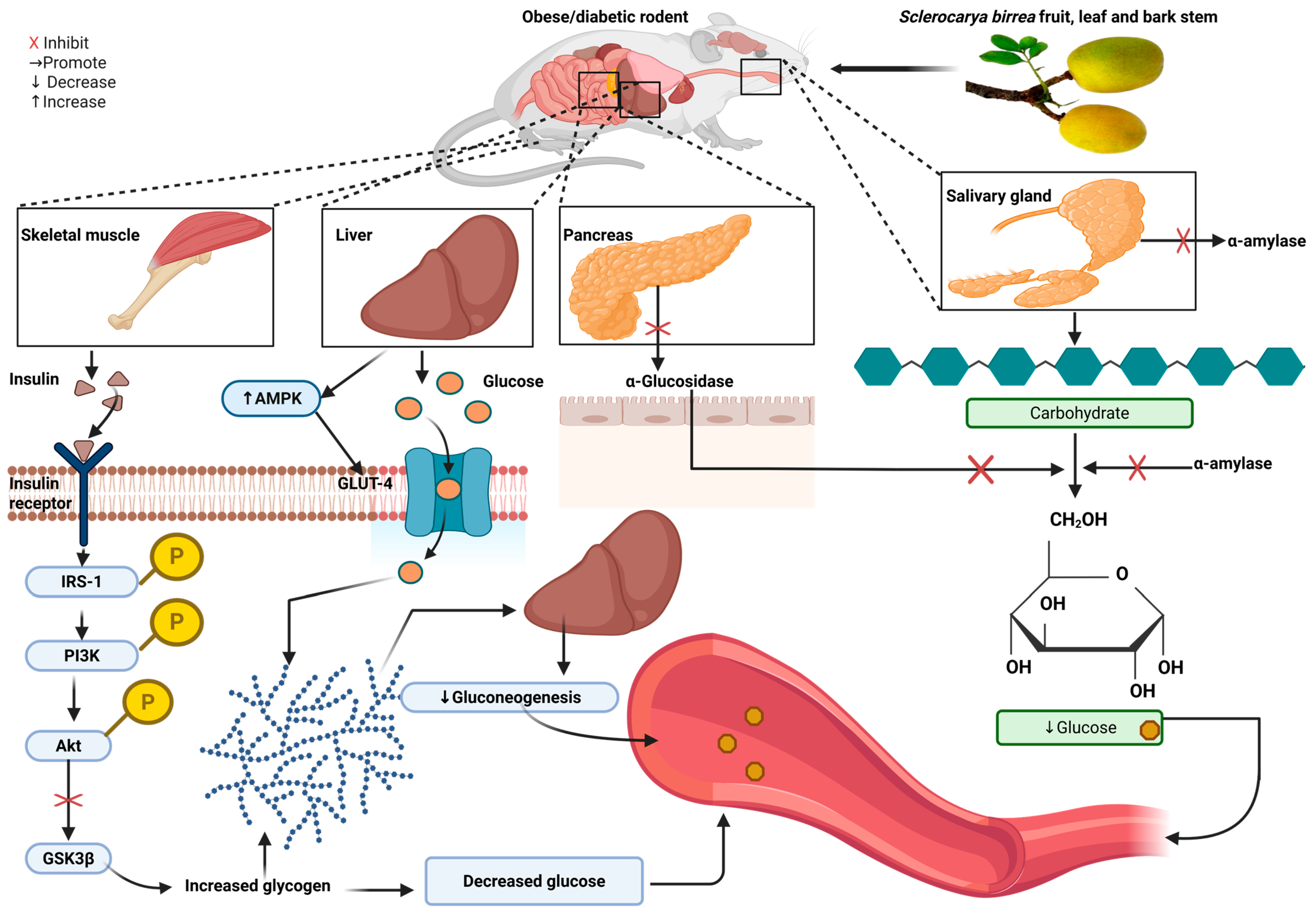 Antioxidants 14 00997 g001 Antioxidants 14 00997 g001