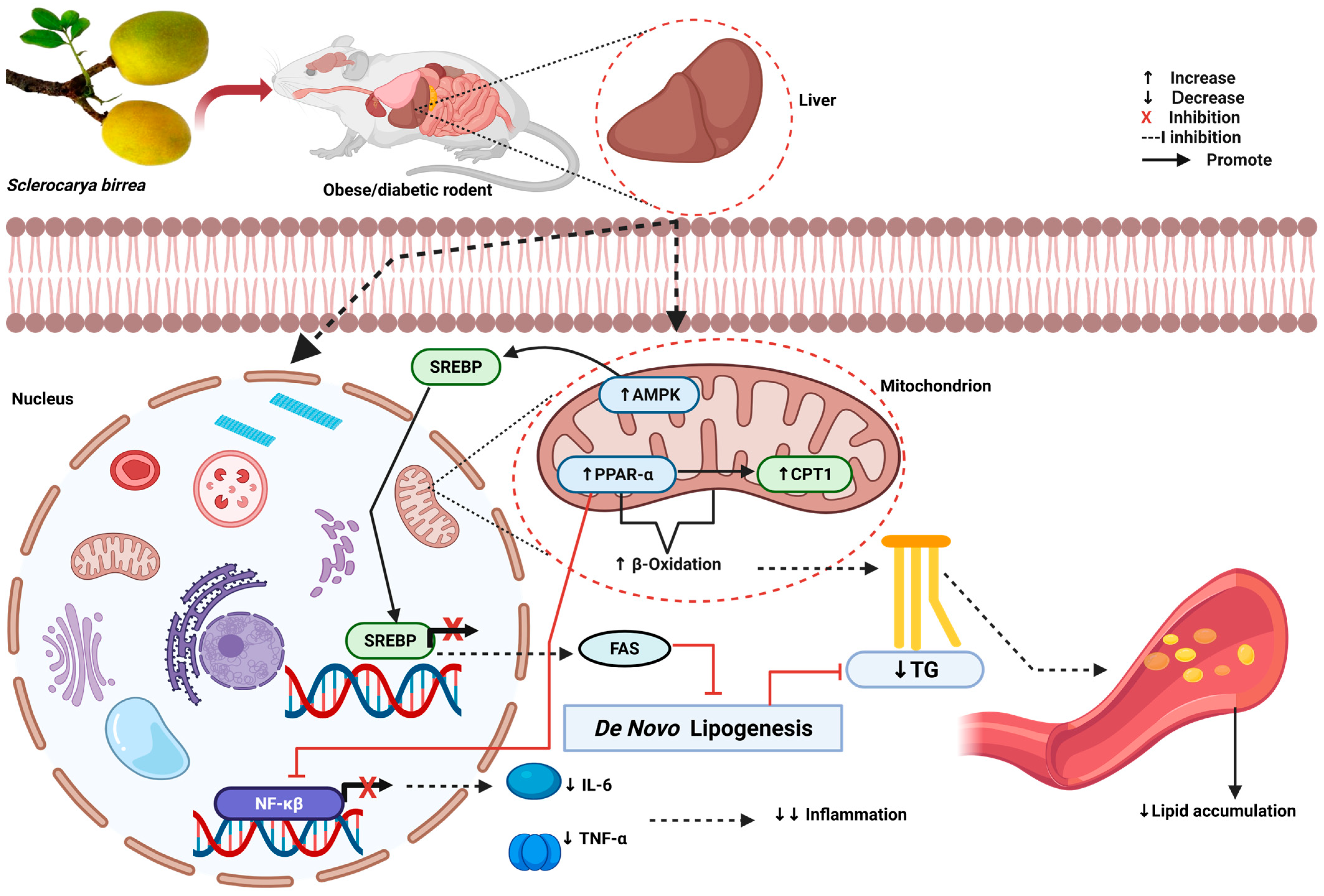 Antioxidants 14 00997 g002 Antioxidants 14 00997 g002