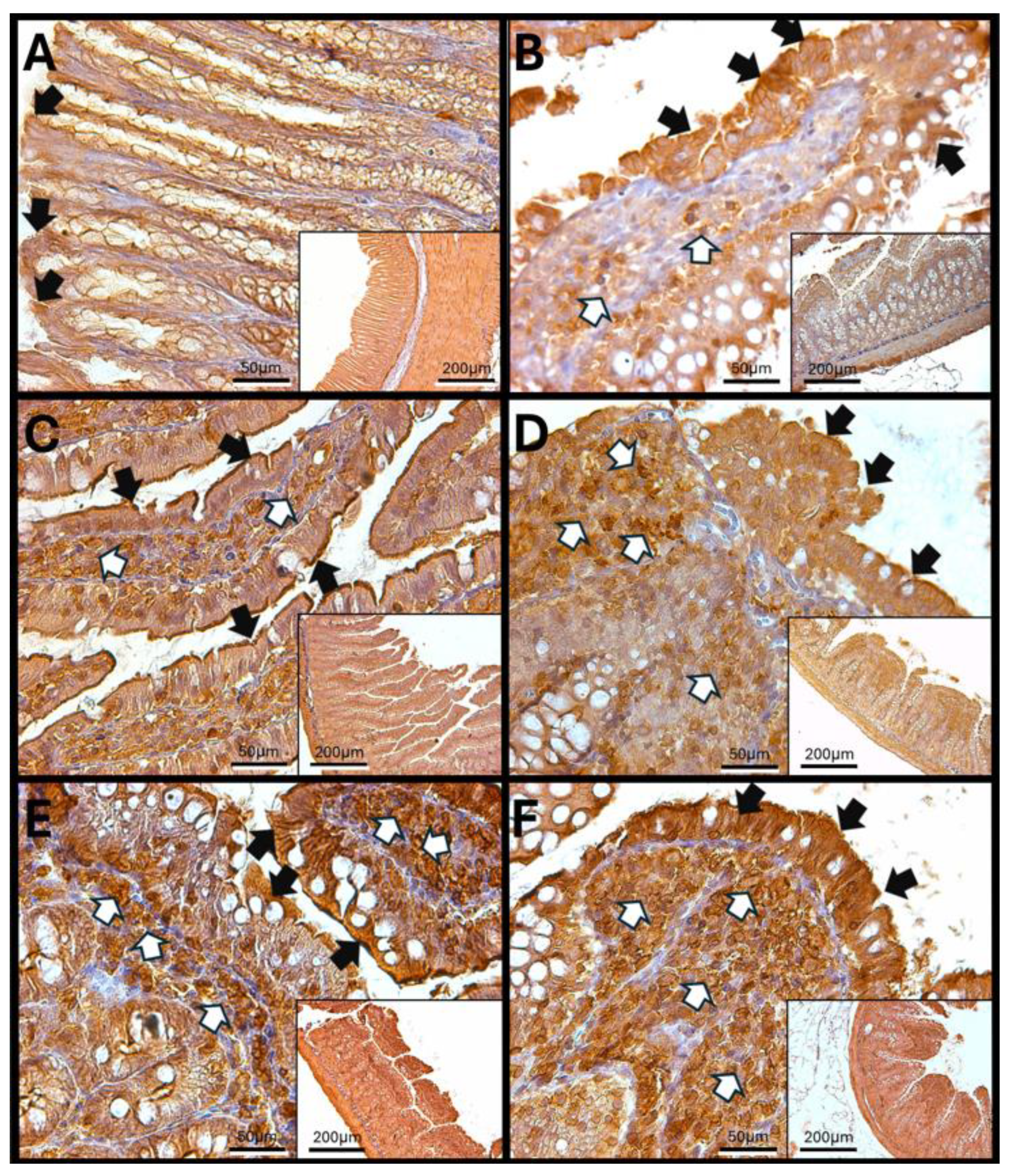 Antioxidants 14 01000 g005