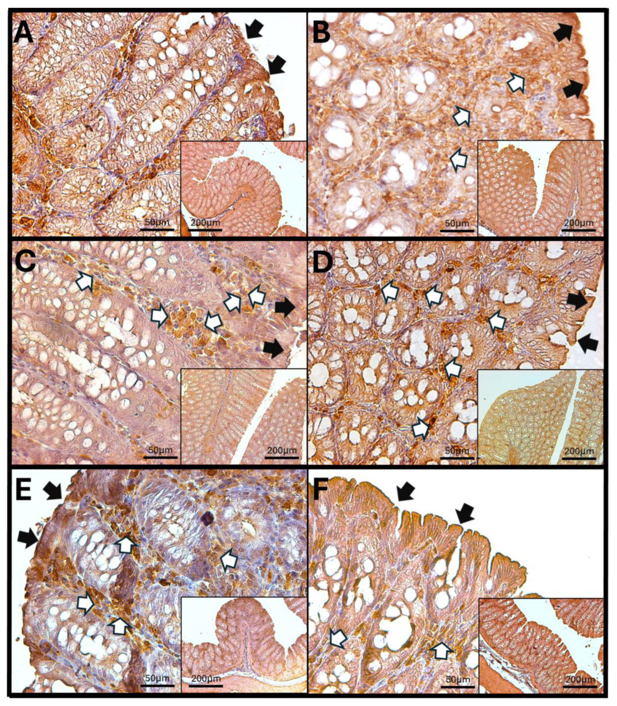 Antioxidants 14 01000 g007