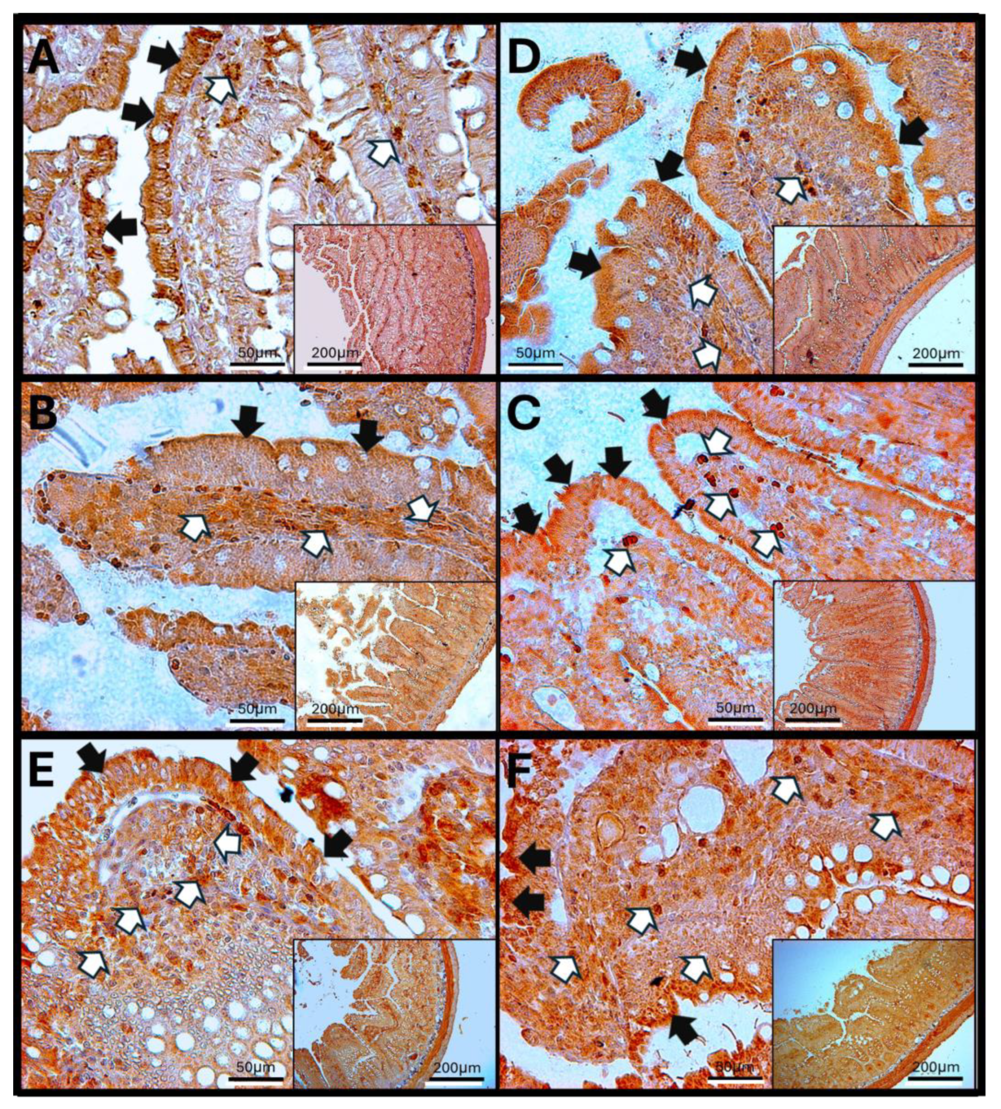 Antioxidants 14 01000 g008