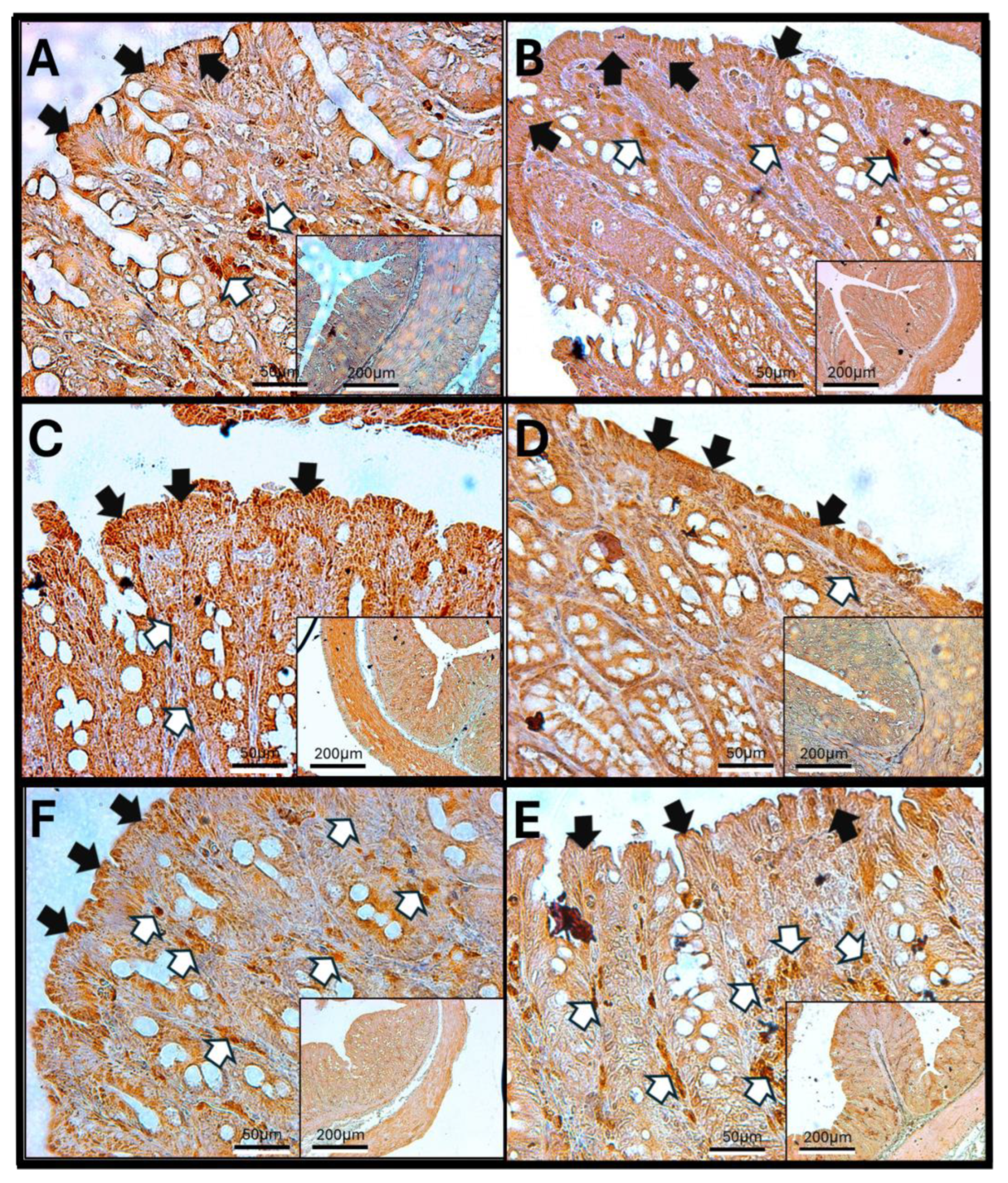 Antioxidants 14 01000 g010