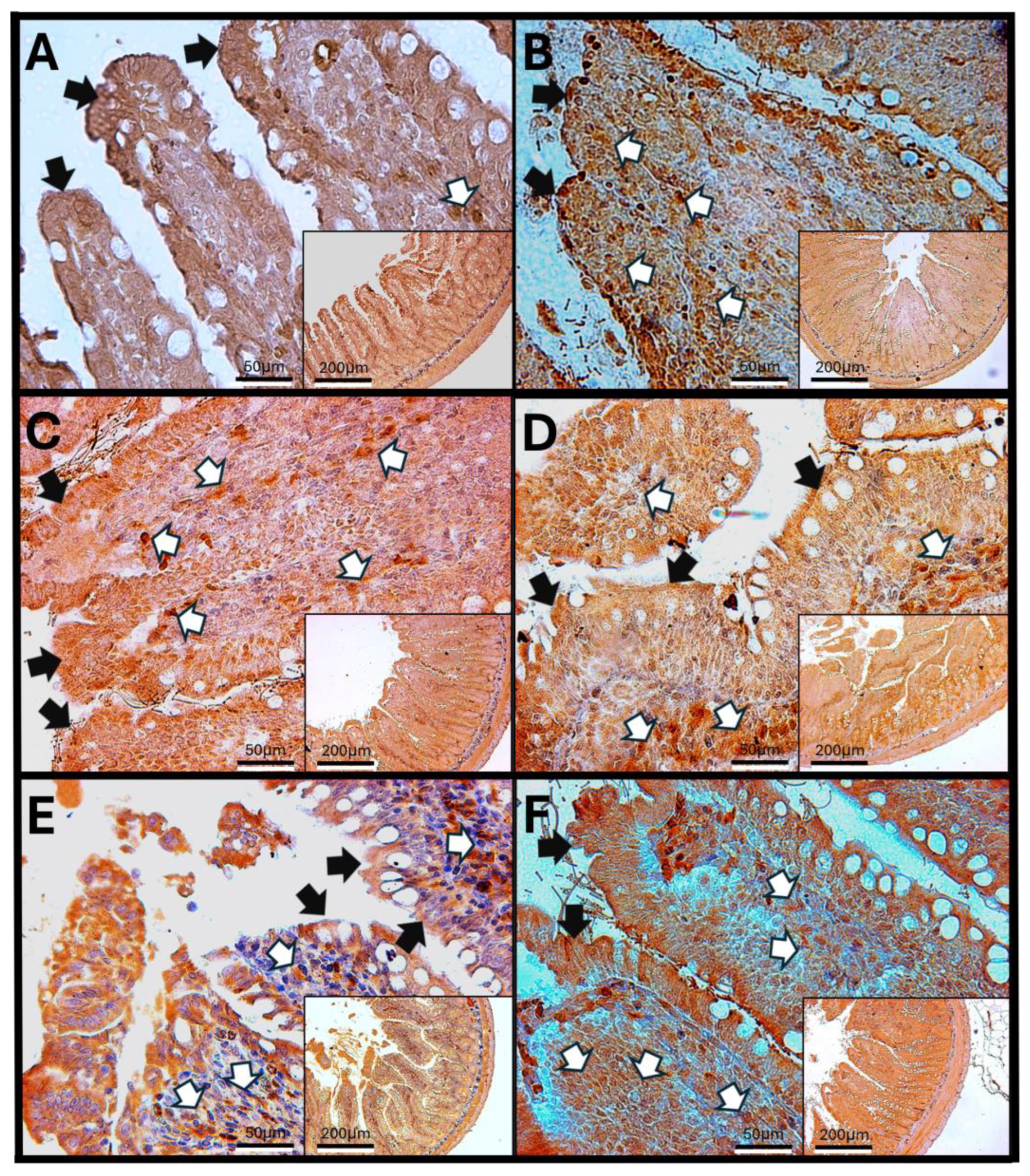 Antioxidants 14 01000 g011