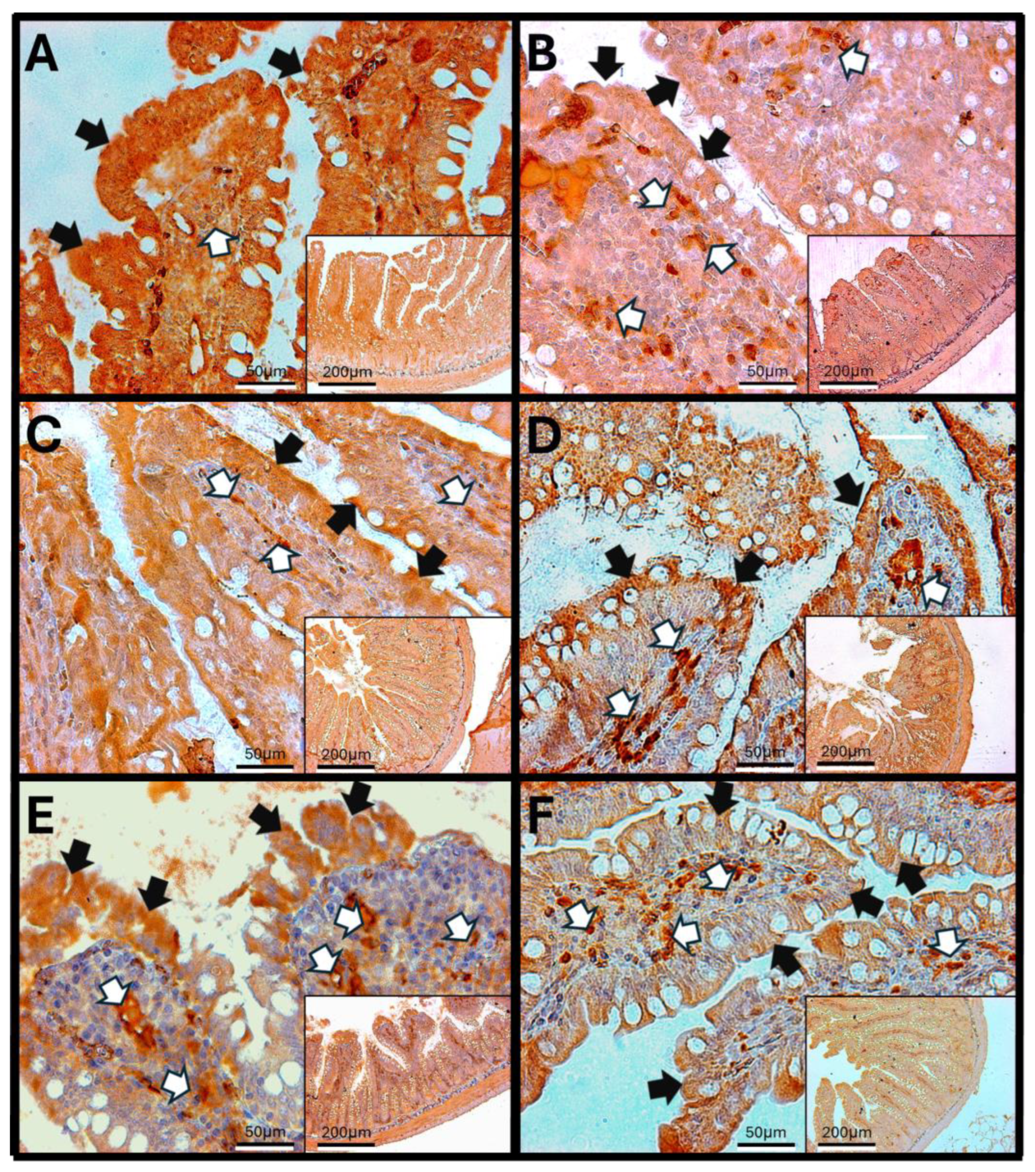 Antioxidants 14 01000 g012