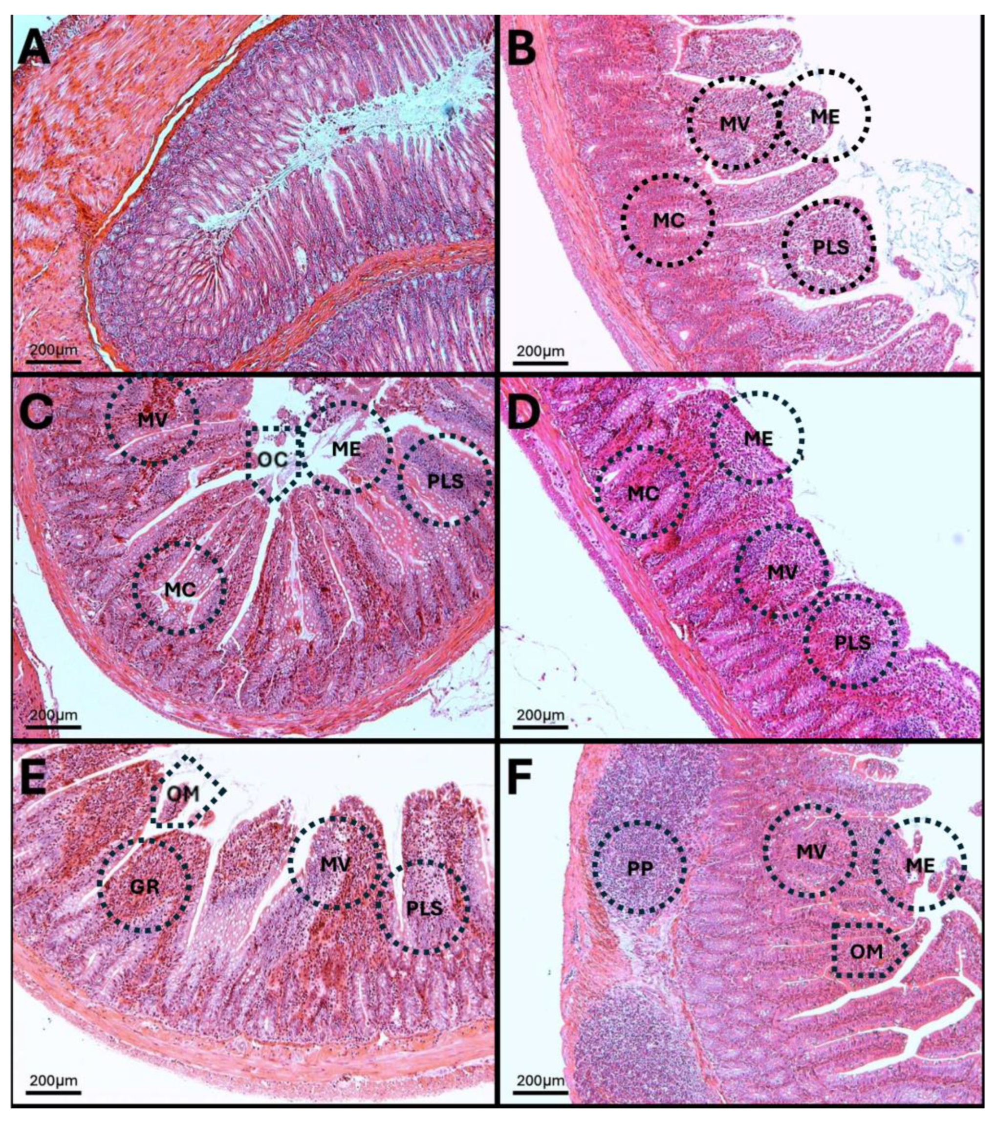 Antioxidants 14 01000 g014