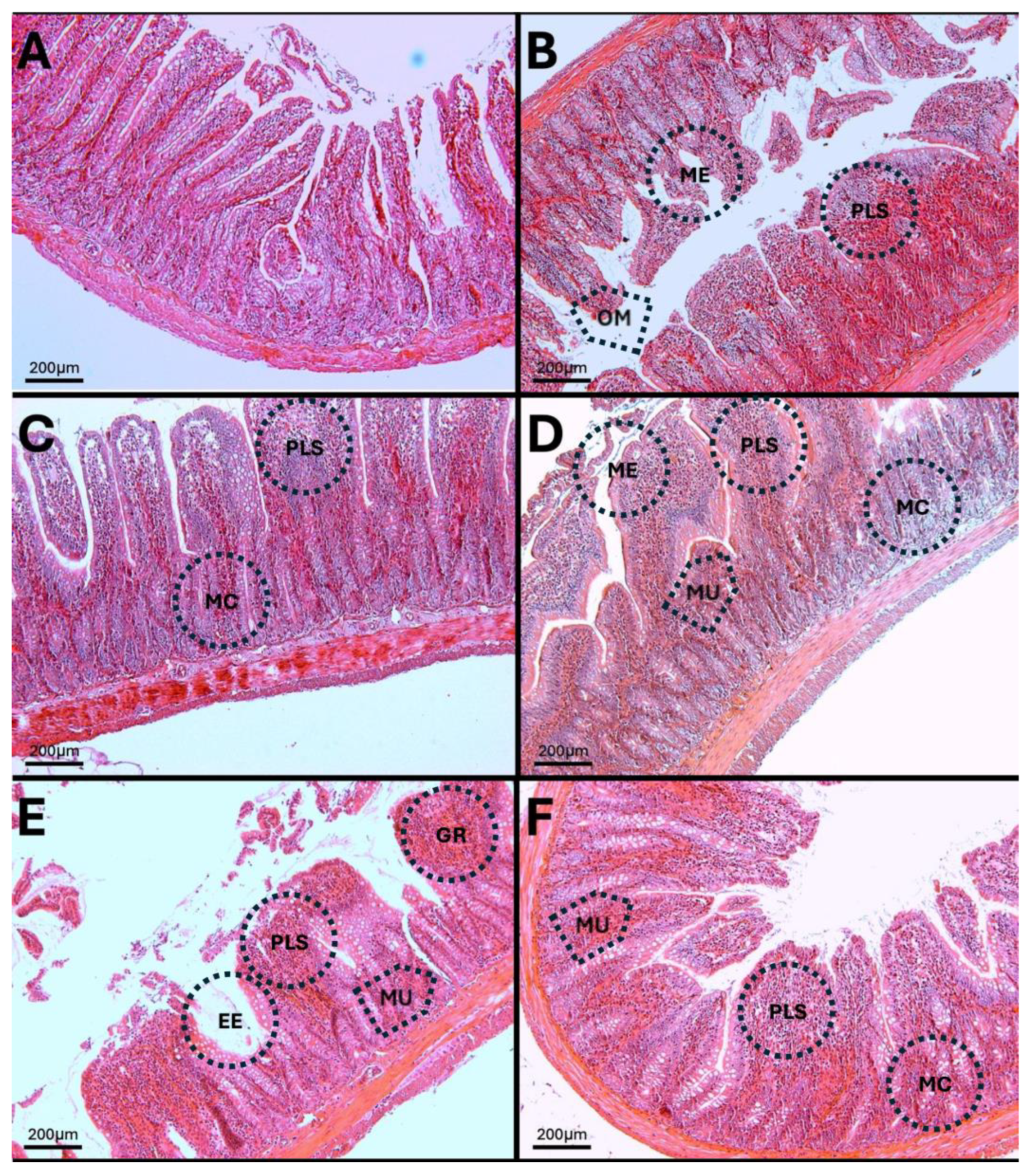 Antioxidants 14 01000 g015