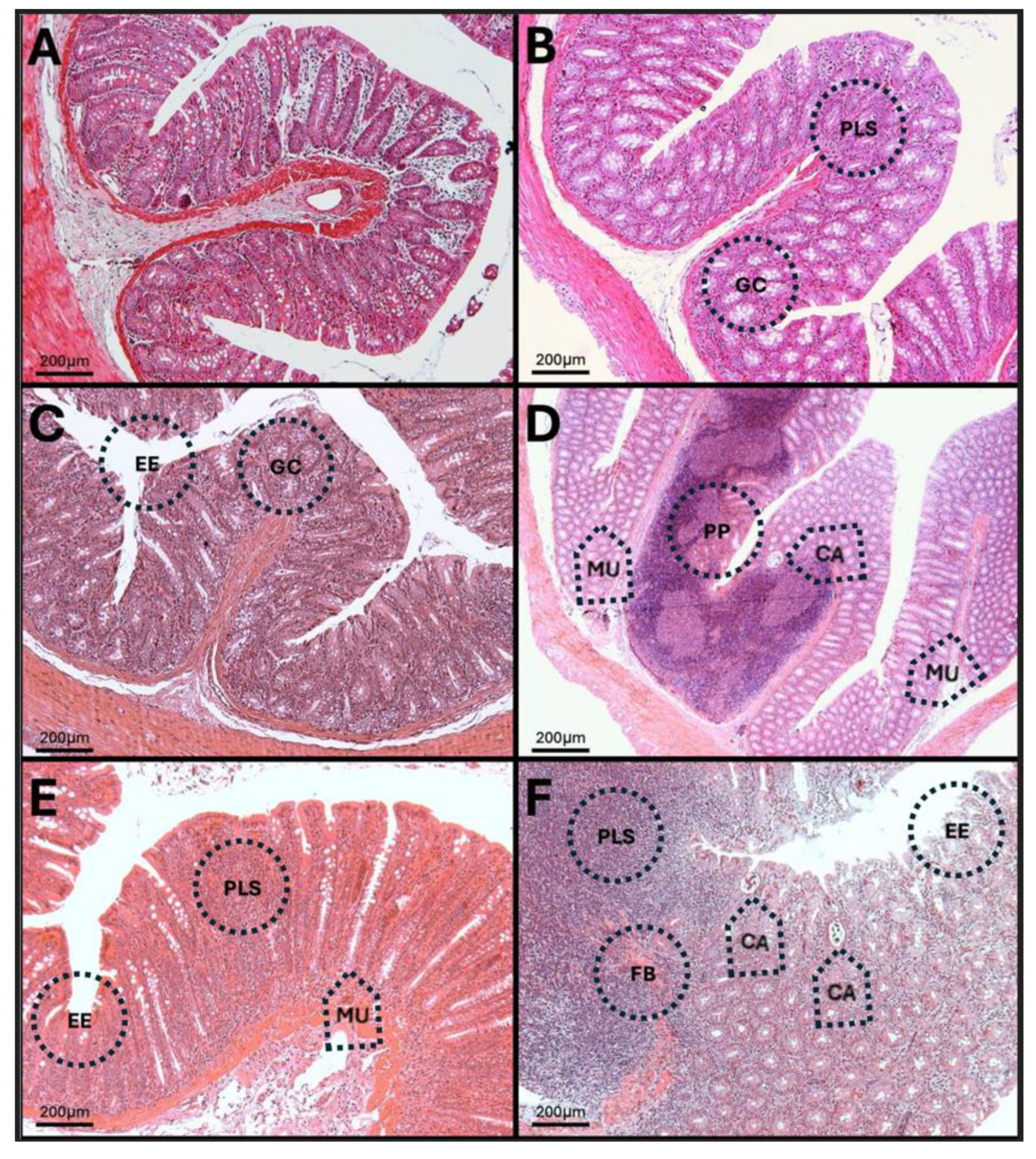 Antioxidants 14 01000 g016