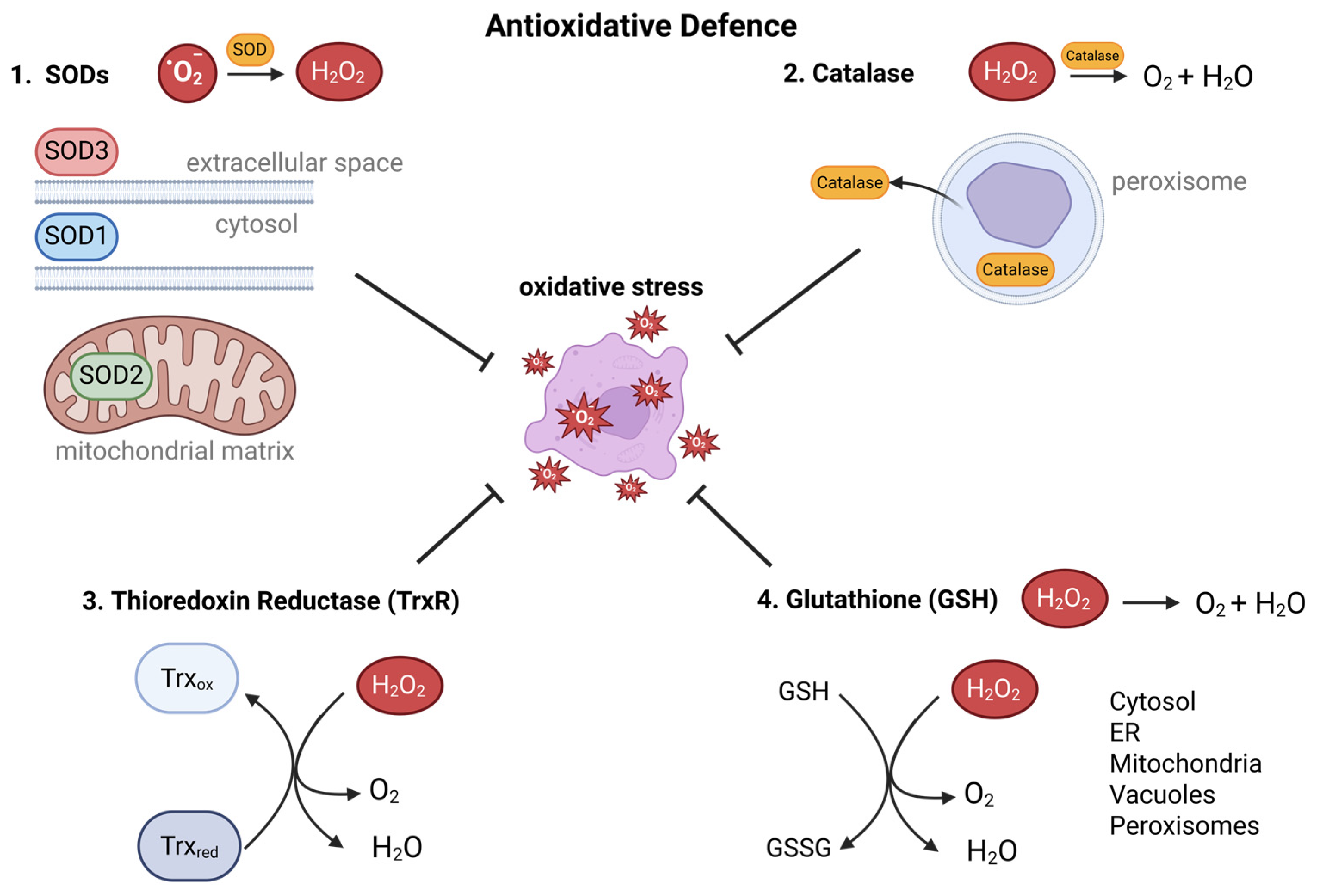 Antioxidants 14 01002 g002 Antioxidants 14 01002 g002