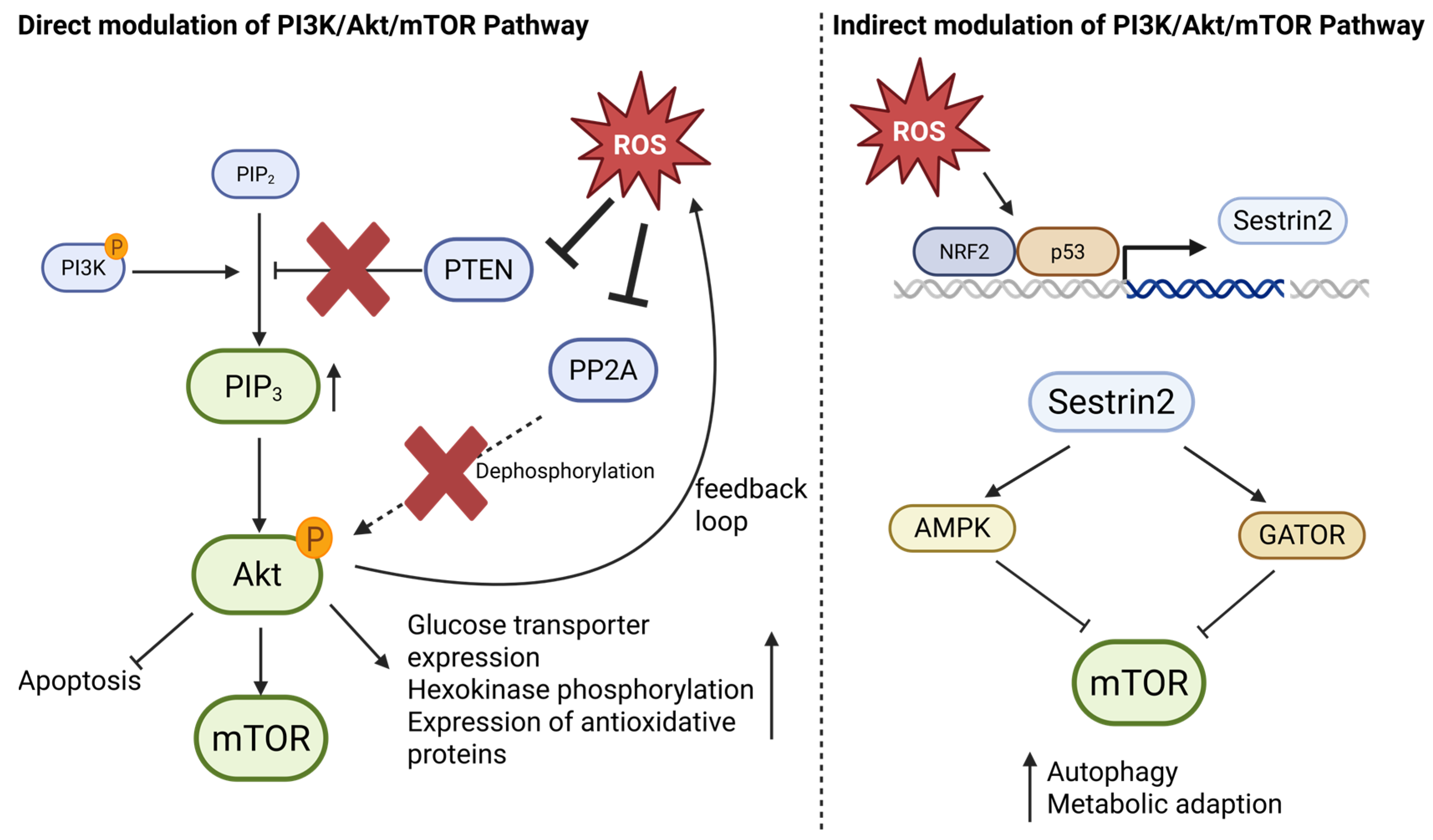 Antioxidants 14 01002 g004 Antioxidants 14 01002 g004