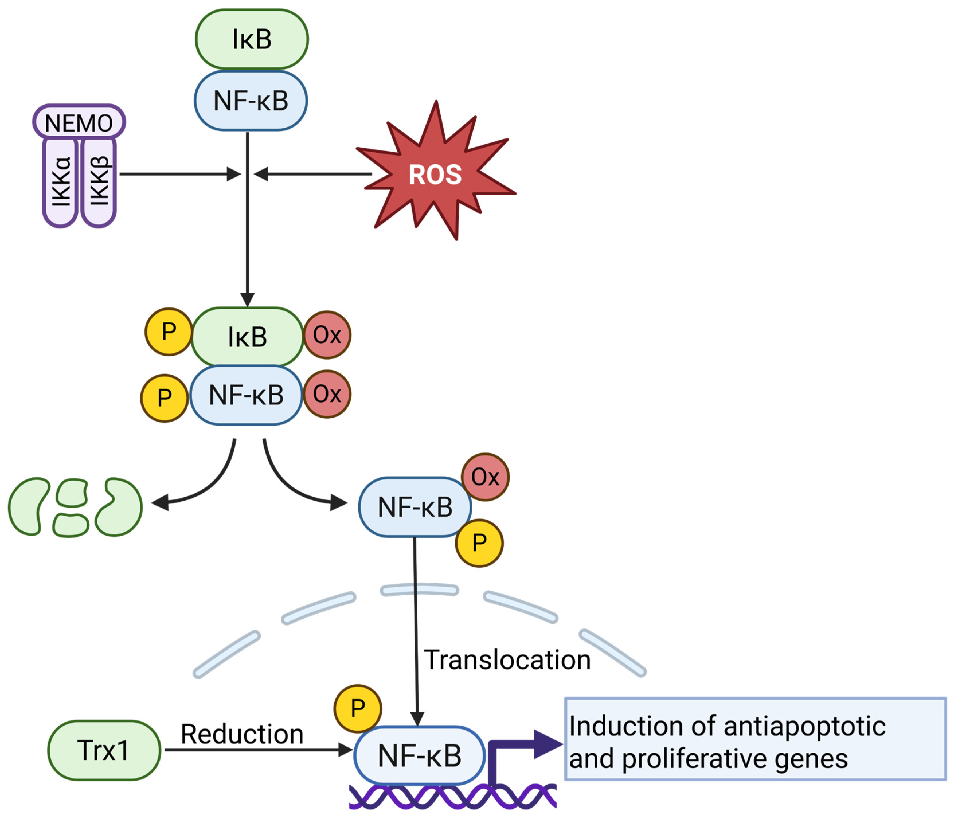 Antioxidants 14 01002 g006 Antioxidants 14 01002 g006