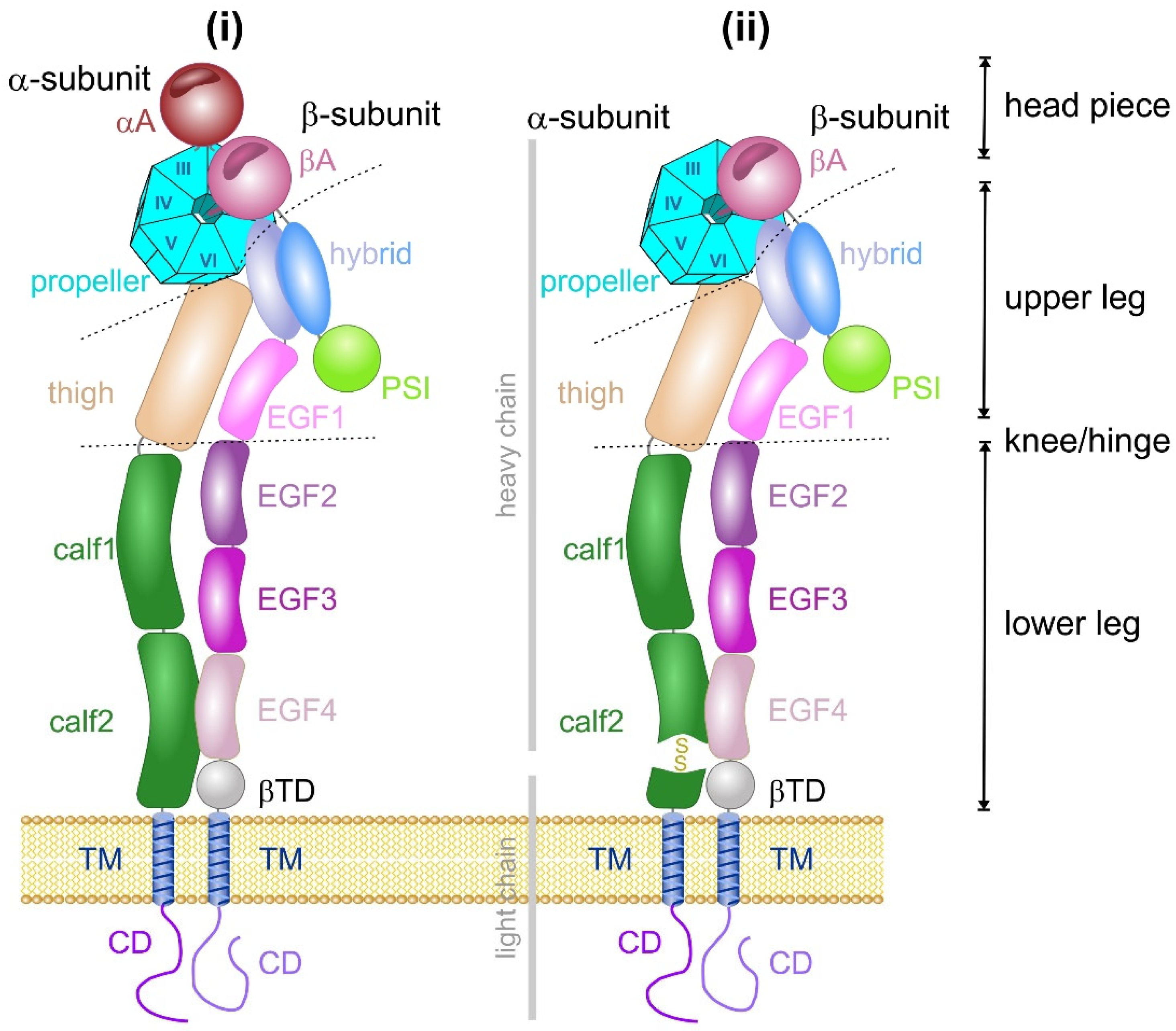 Antioxidants 14 01005 g001 Antioxidants 14 01005 g001
