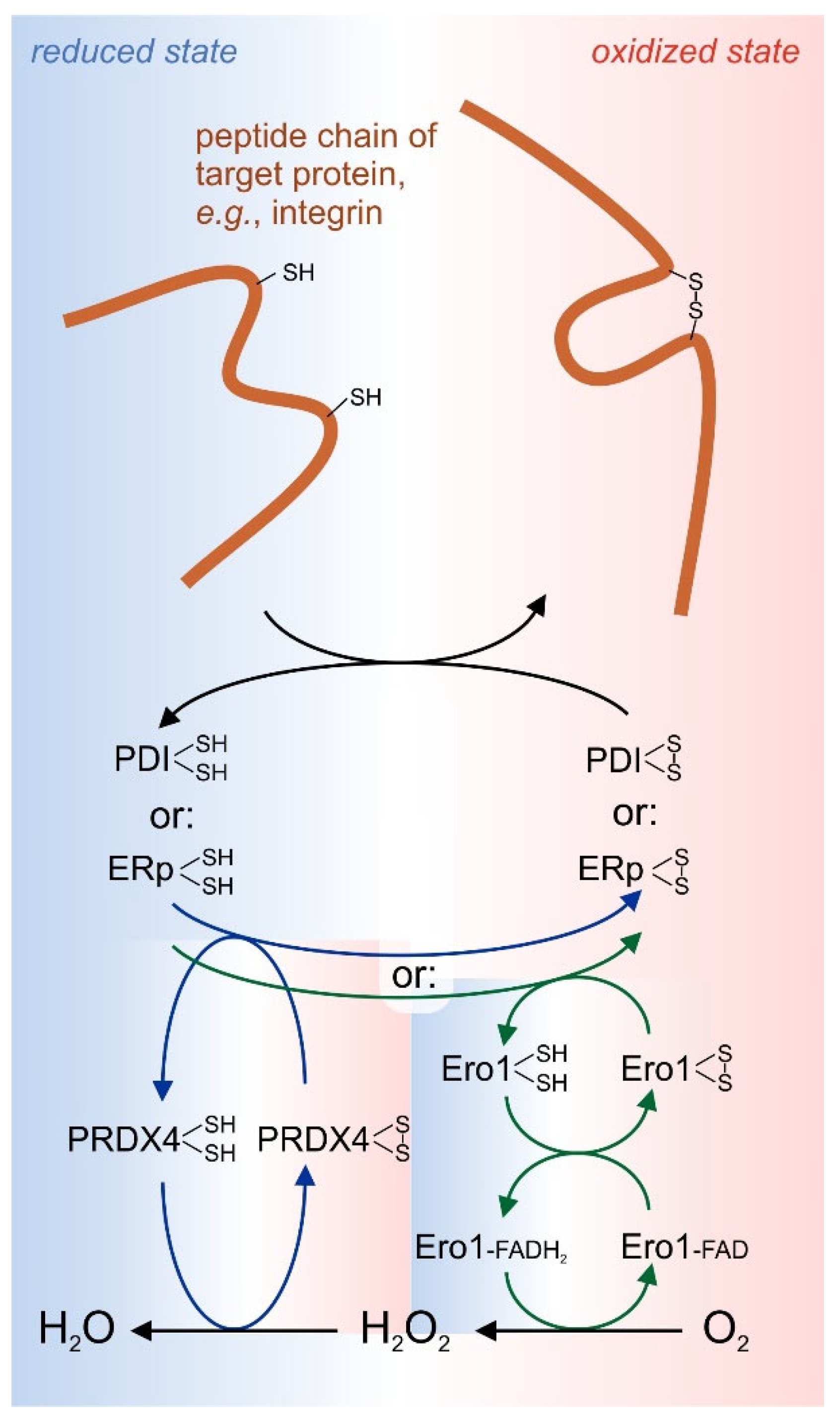 Antioxidants 14 01005 g004 Antioxidants 14 01005 g004