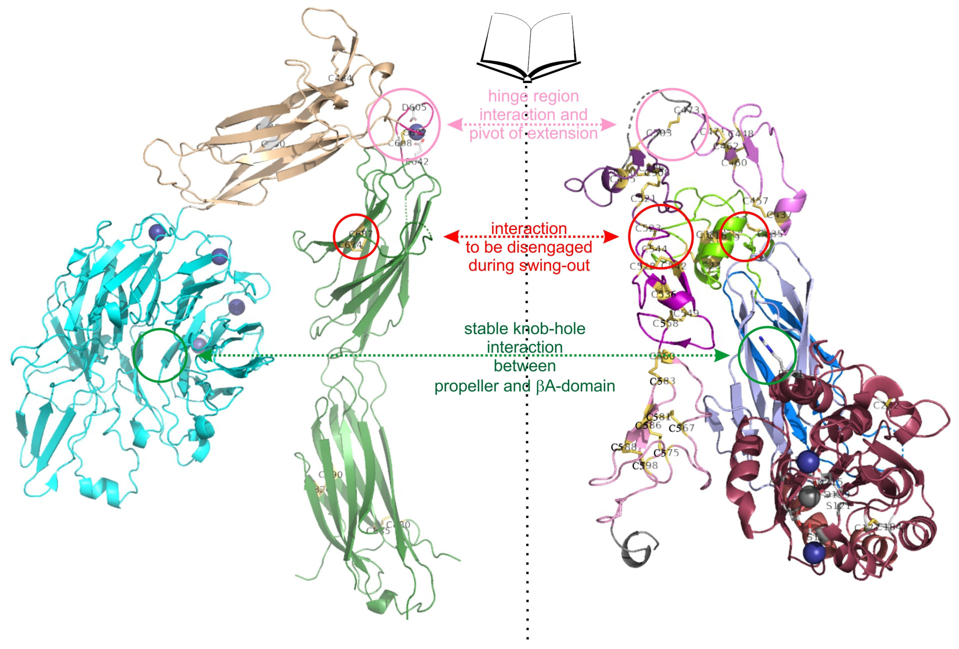 Antioxidants 14 01005 g006 Antioxidants 14 01005 g006