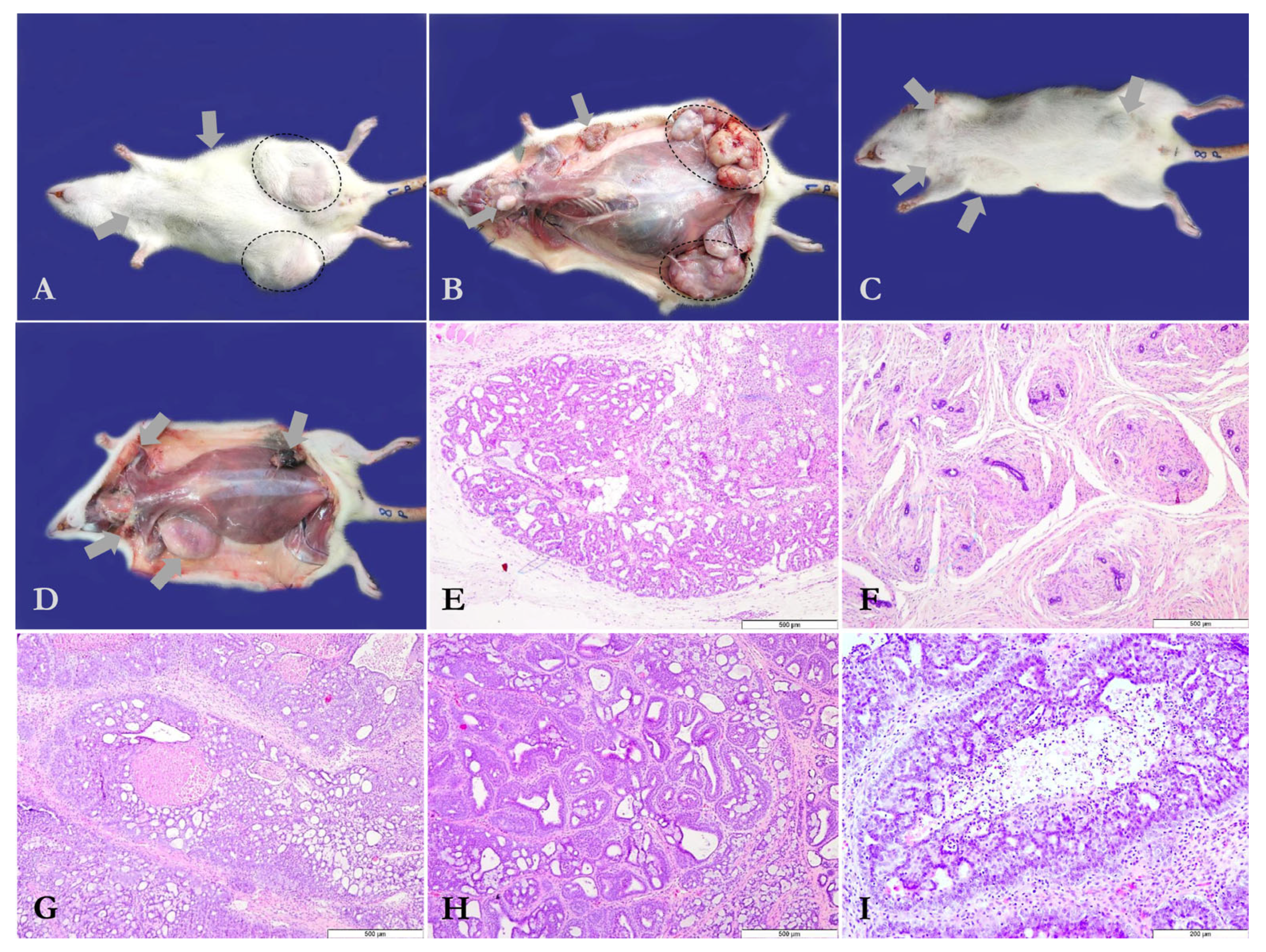 Antioxidants 14 01009 g001