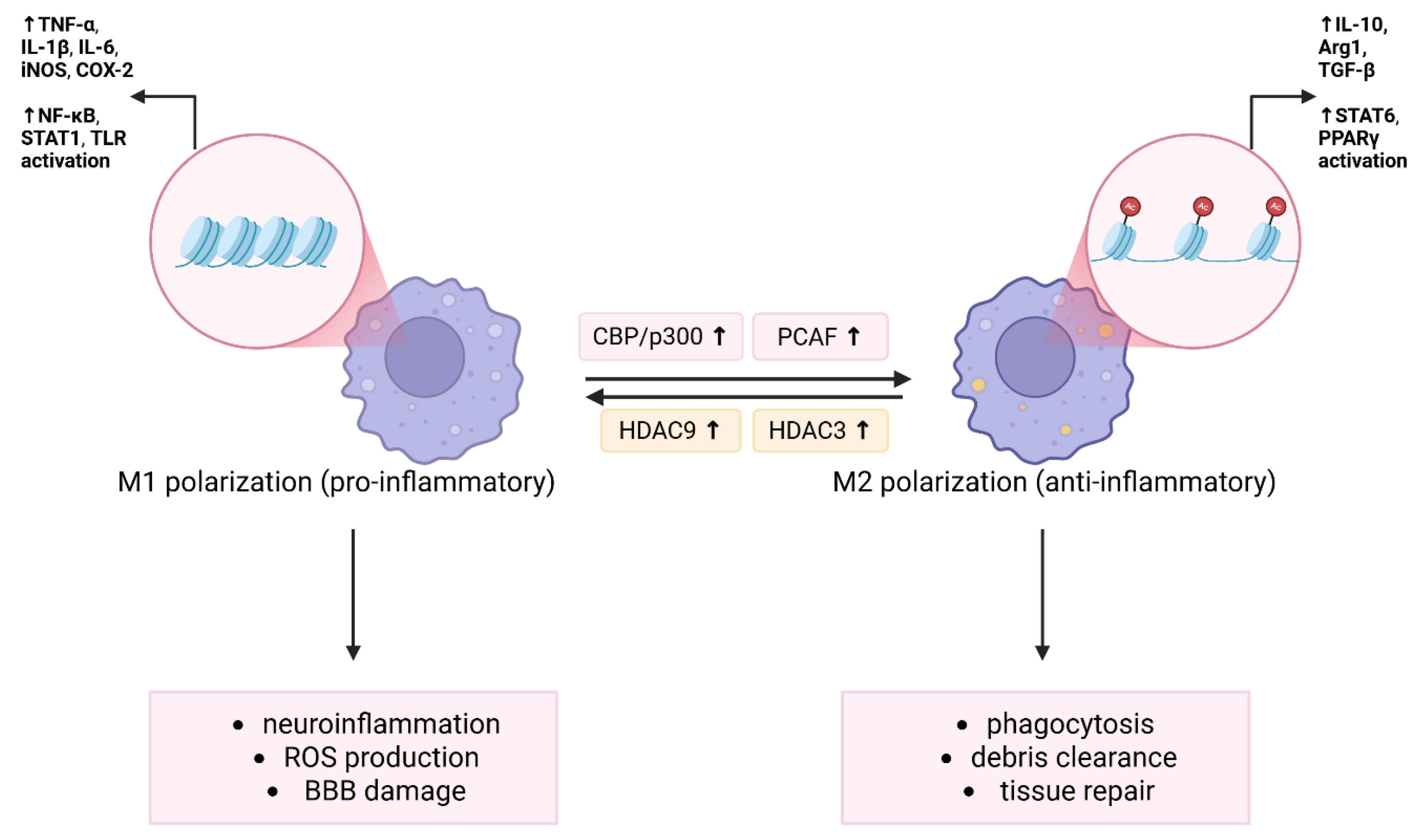 Antioxidants 14 01015 g002