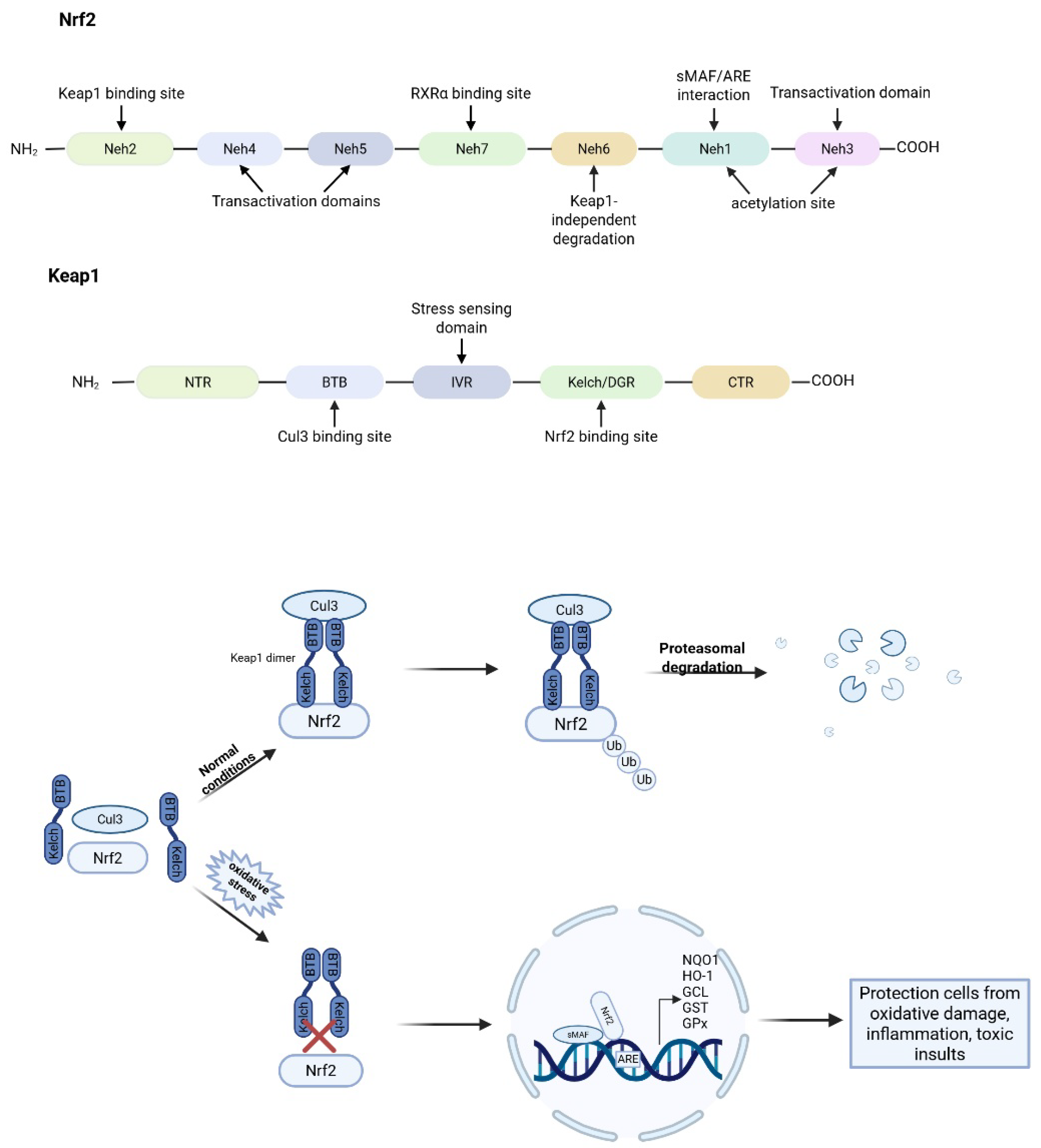 Antioxidants 14 01015 g003
