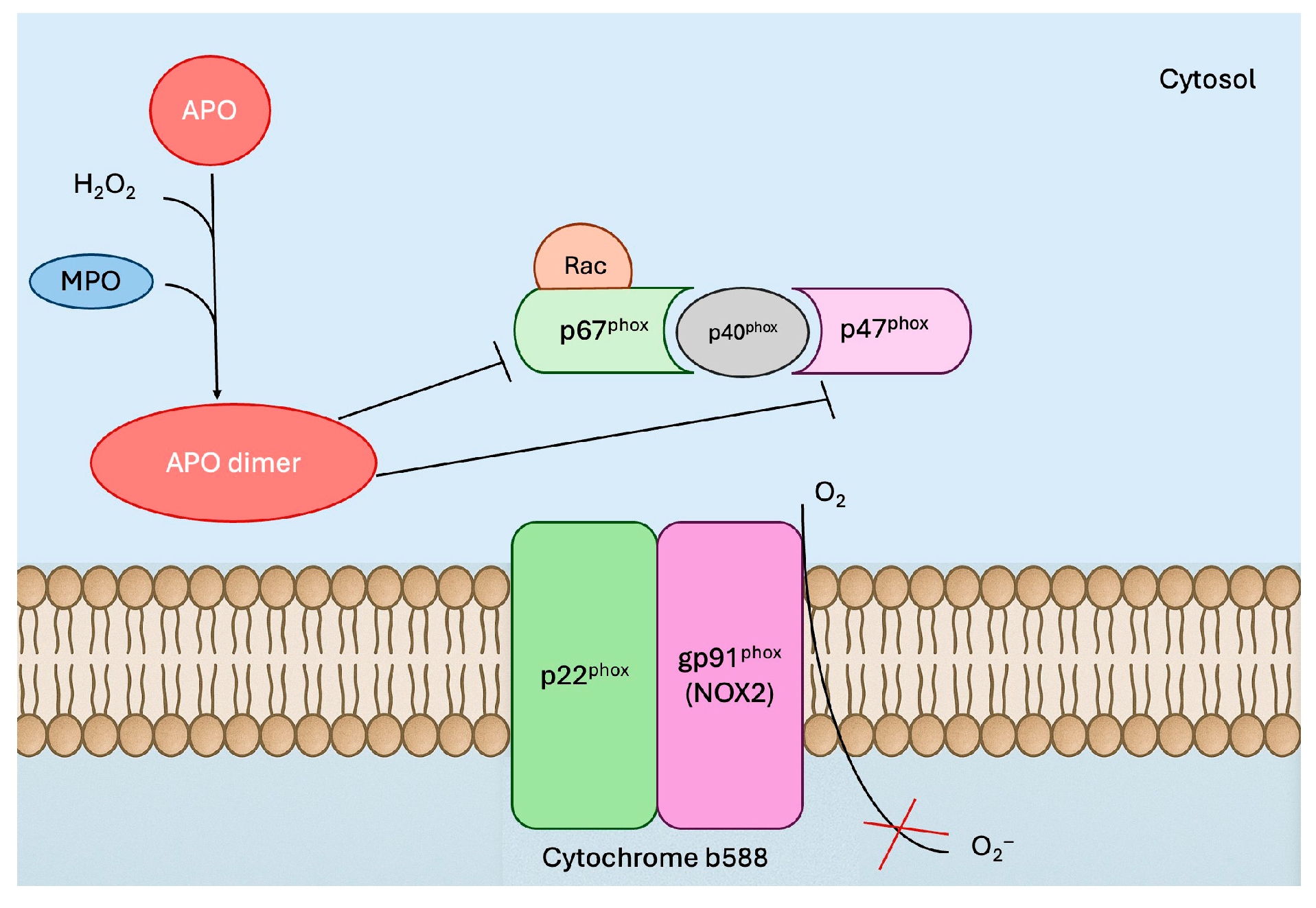 Antioxidants 14 01025 g001 Antioxidants 14 01025 g001