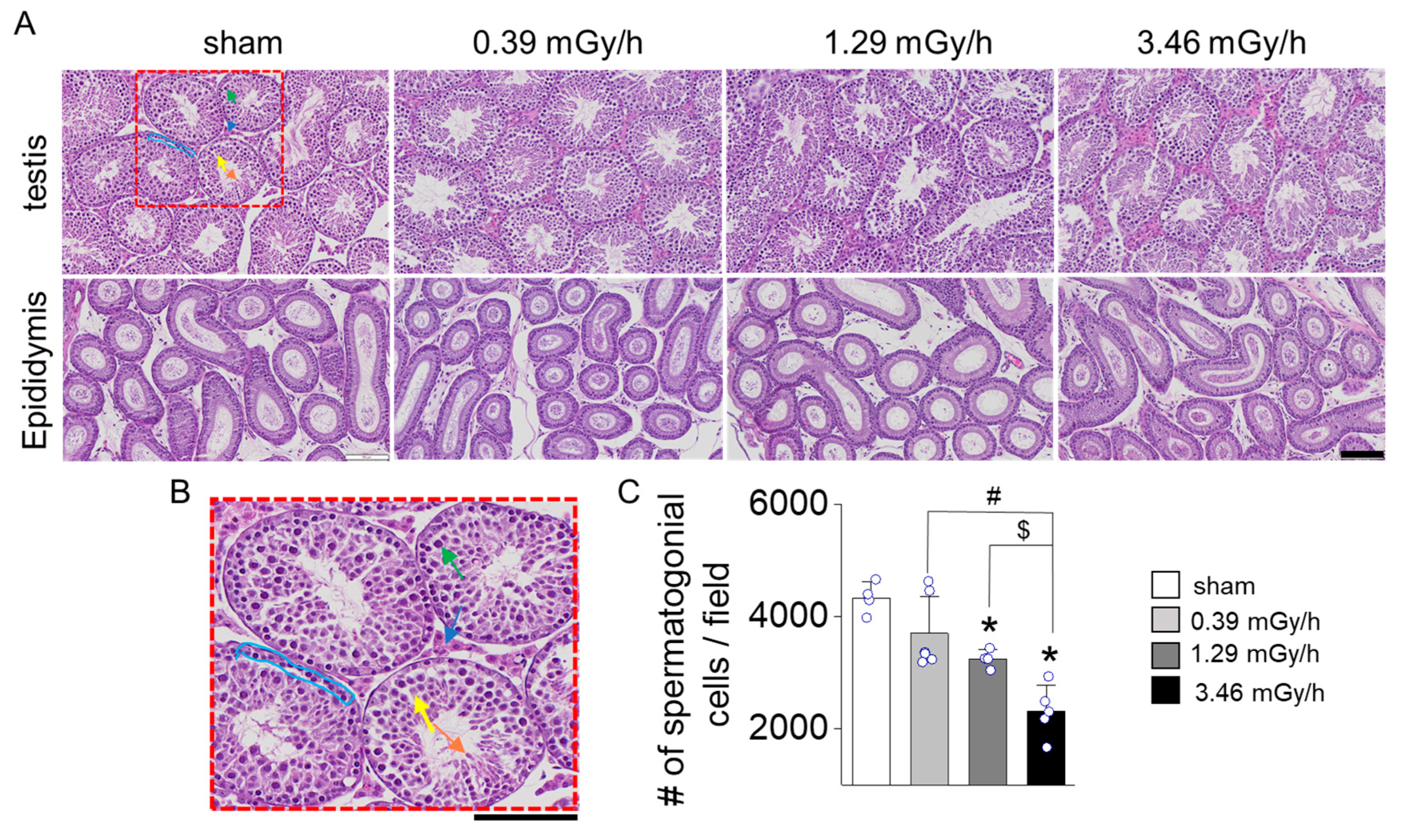 Antioxidants 14 01028 g003