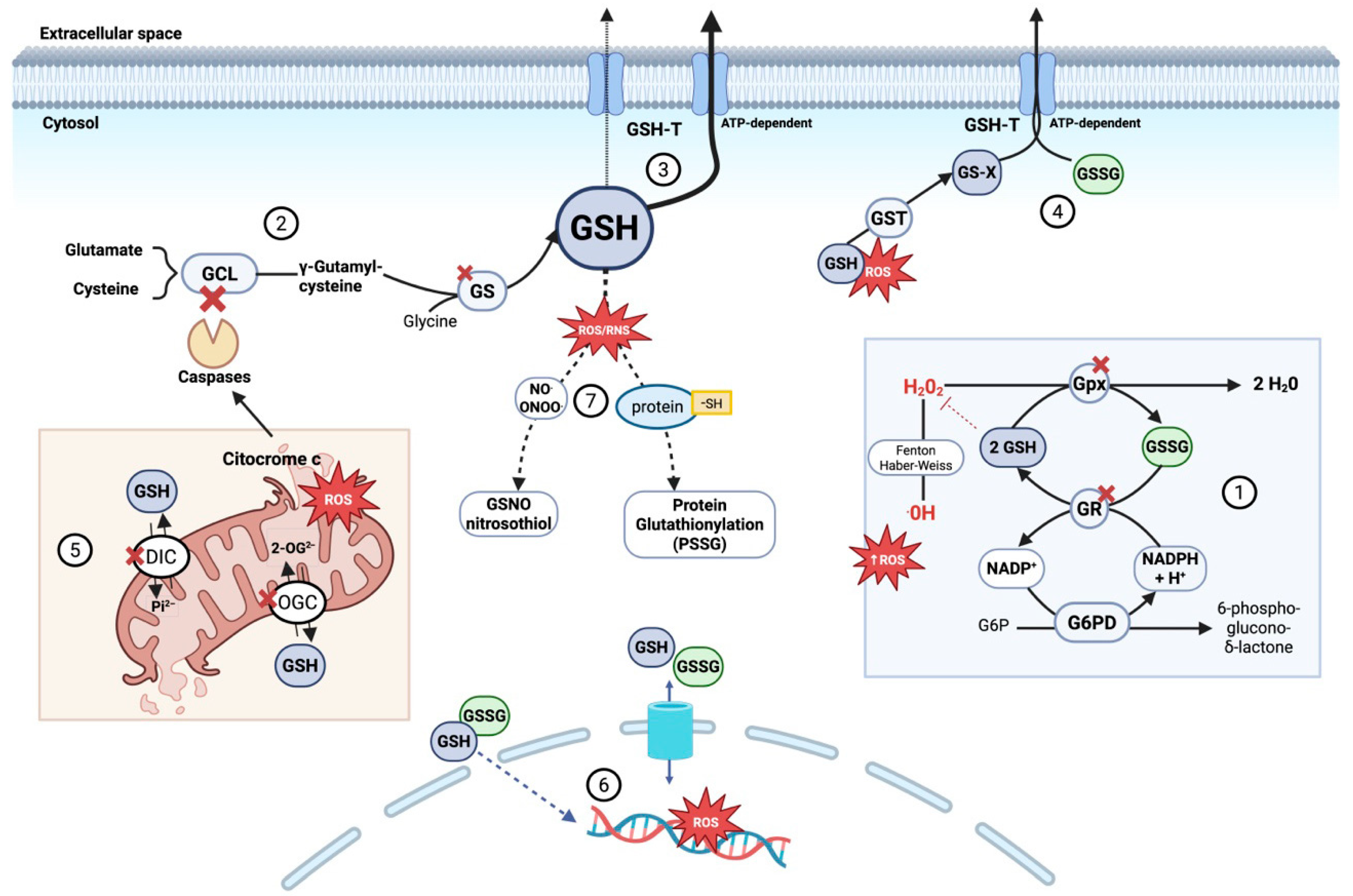 Antioxidants 14 01033 g002