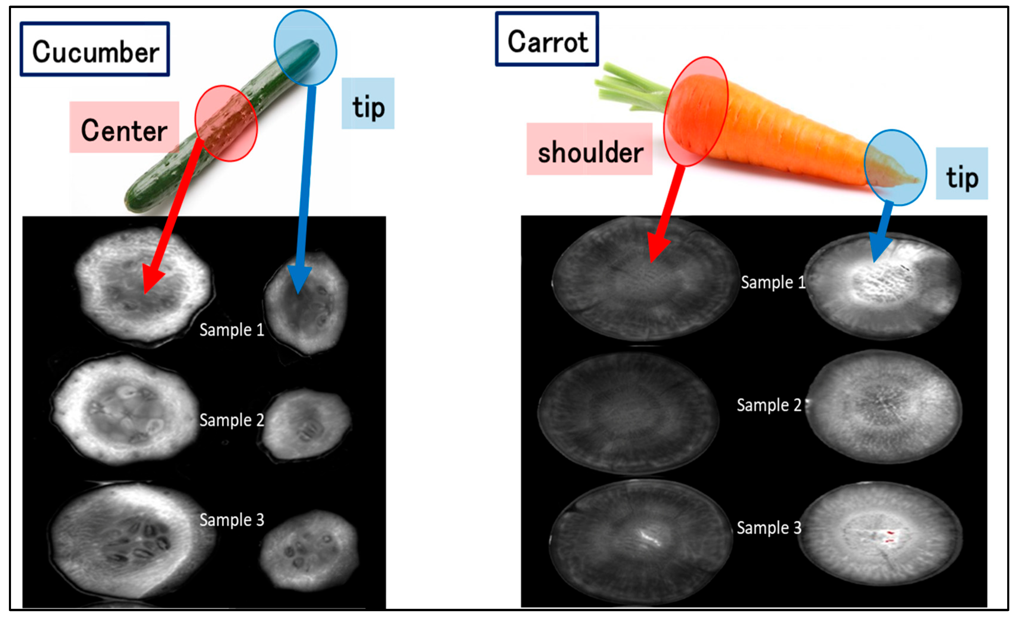 Antioxidants 14 01034 g008 Antioxidants 14 01034 g008