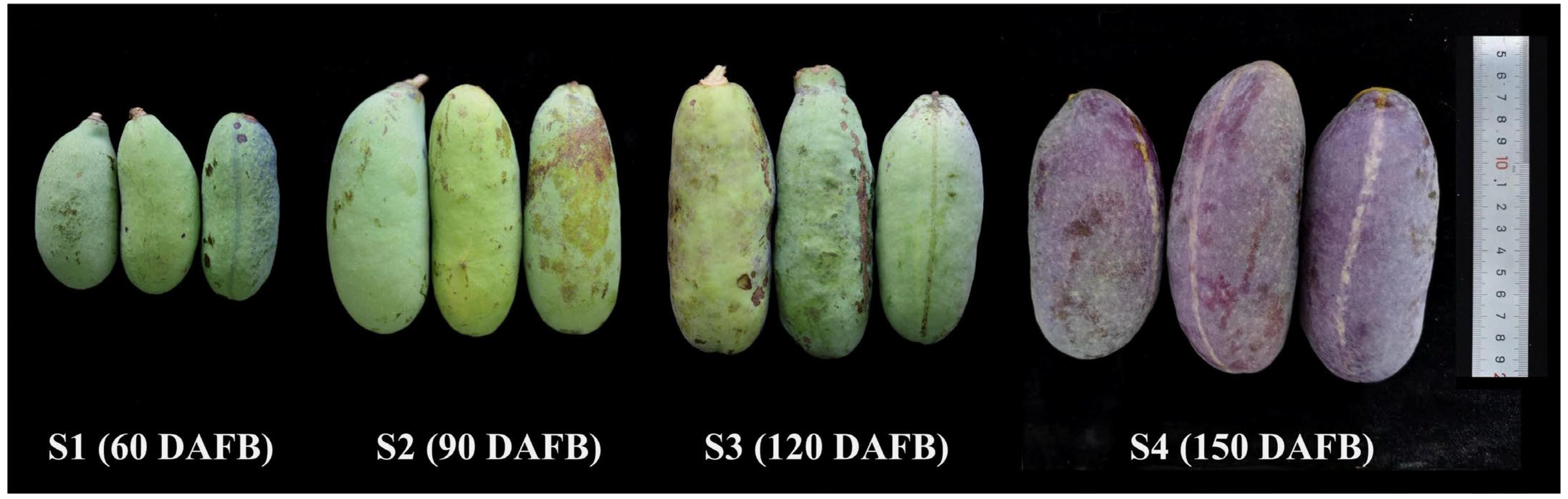 Antioxidants 14 01039 g001 Antioxidants 14 01039 g001