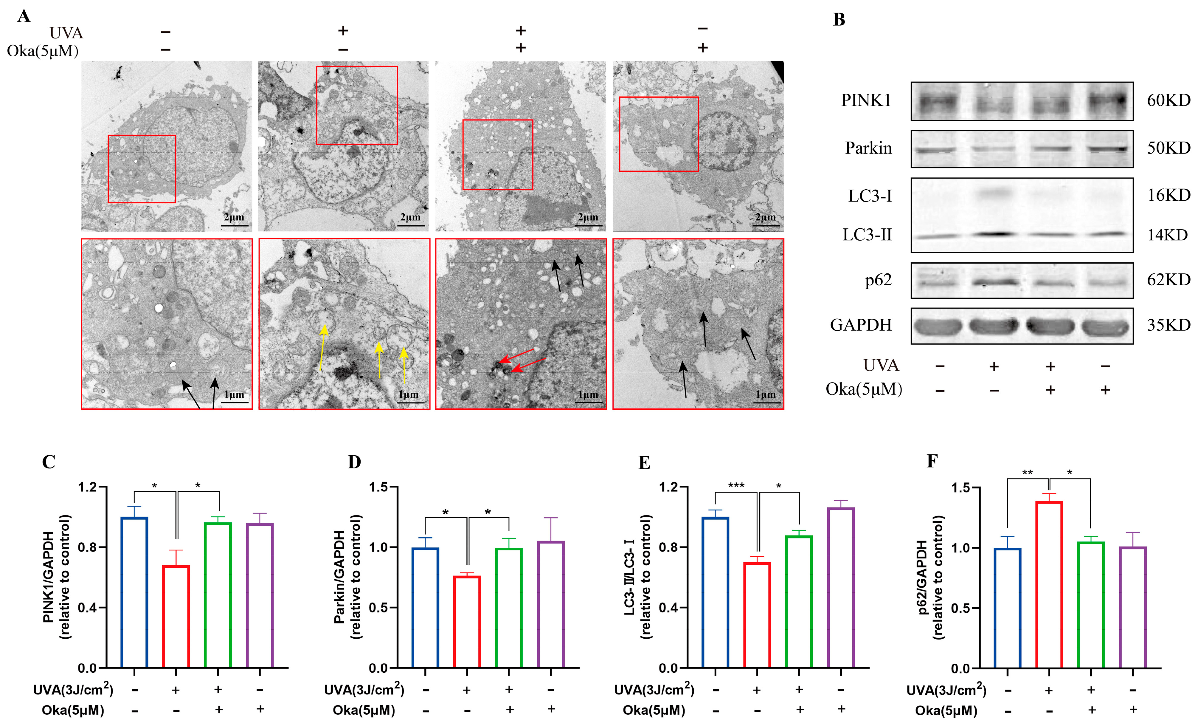 Antioxidants 14 01040 g005 Antioxidants 14 01040 g005