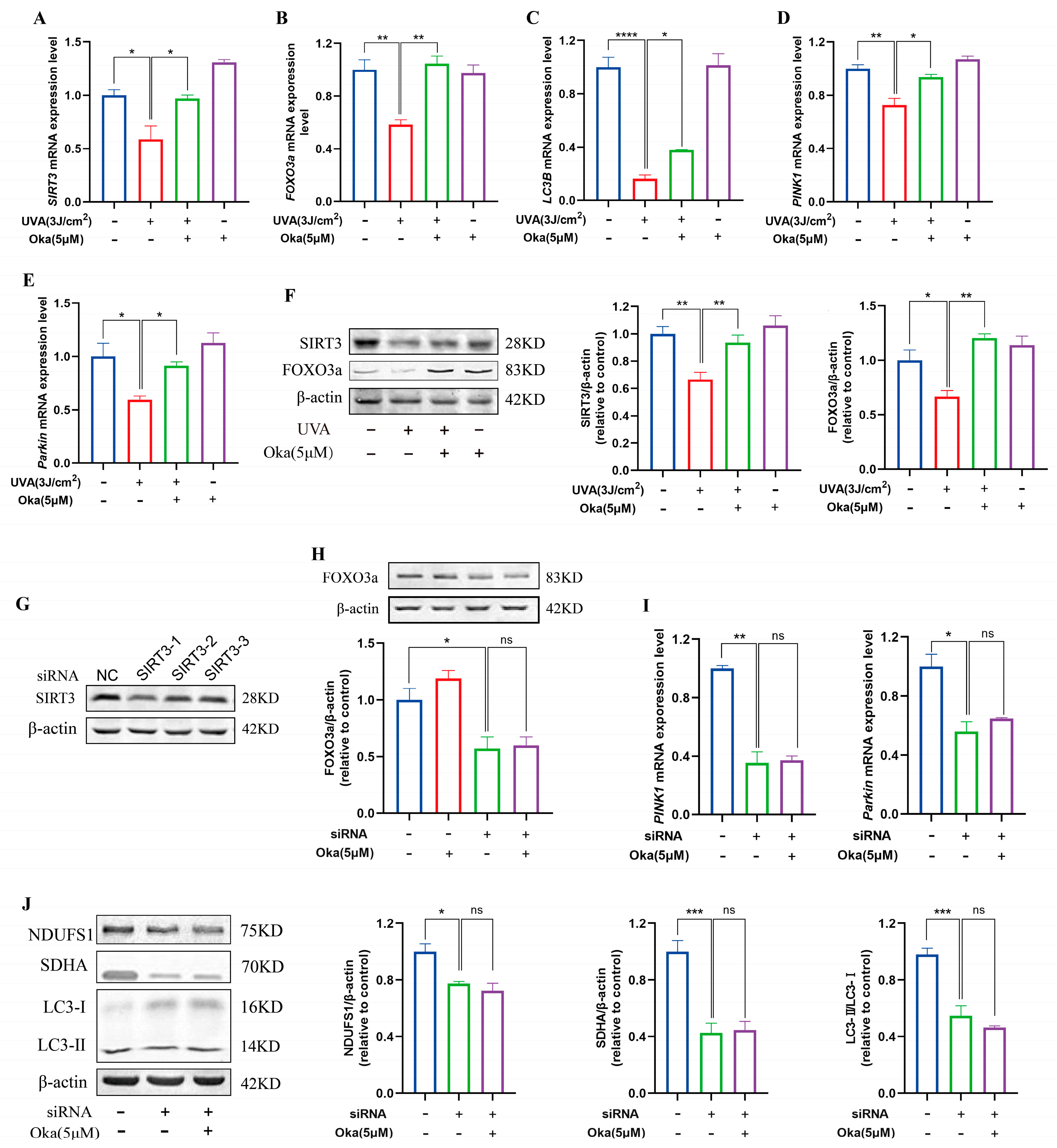 Antioxidants 14 01040 g007 Antioxidants 14 01040 g007