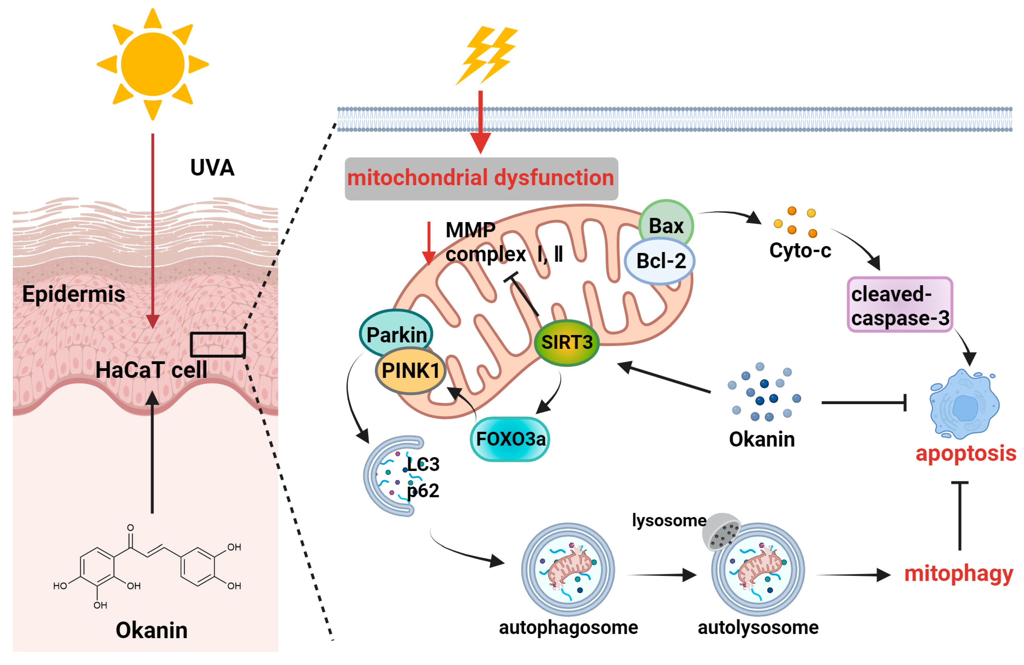 Antioxidants 14 01040 g010 Antioxidants 14 01040 g010
