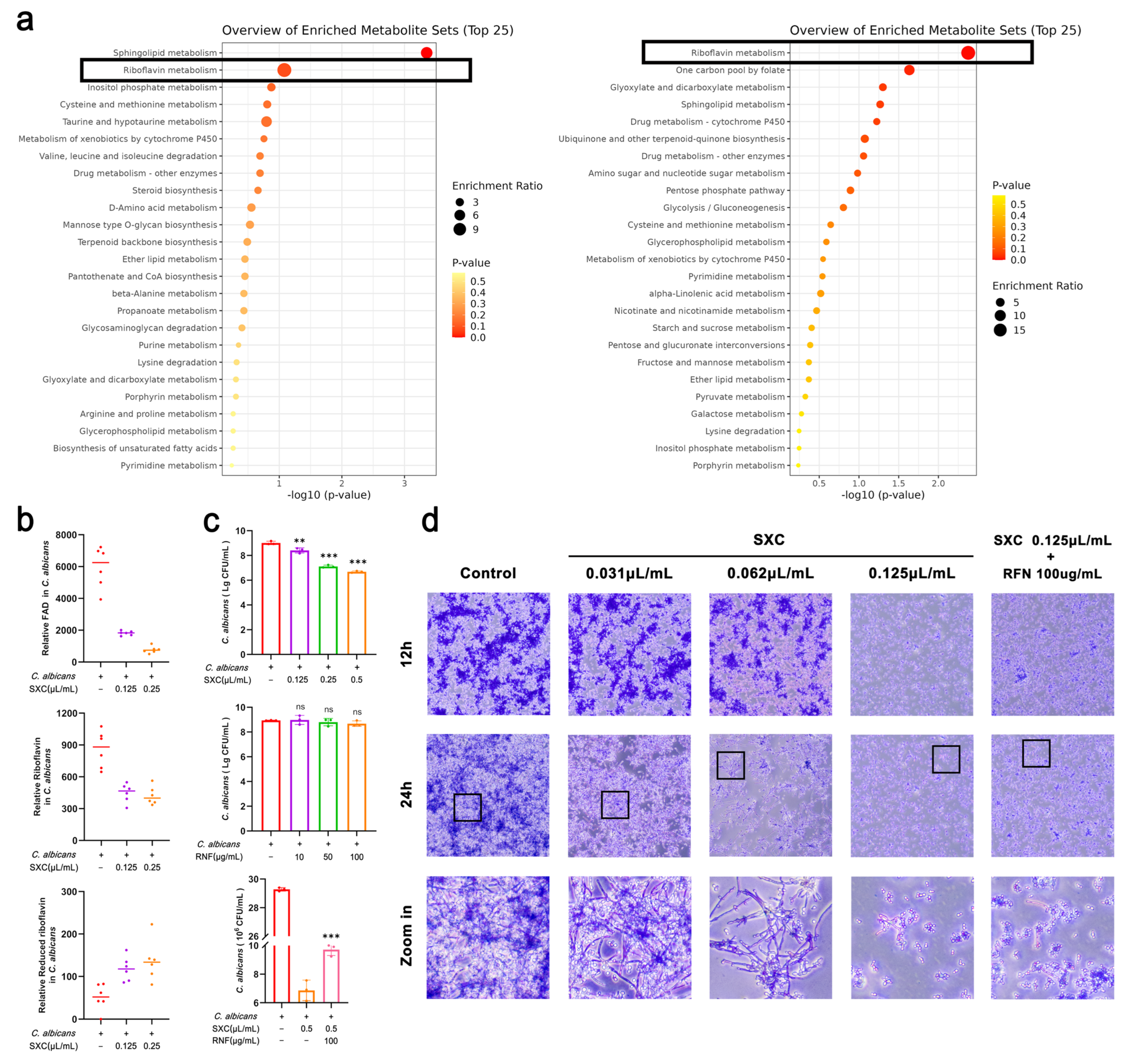 Antioxidants 14 01046 g007 Antioxidants 14 01046 g007
