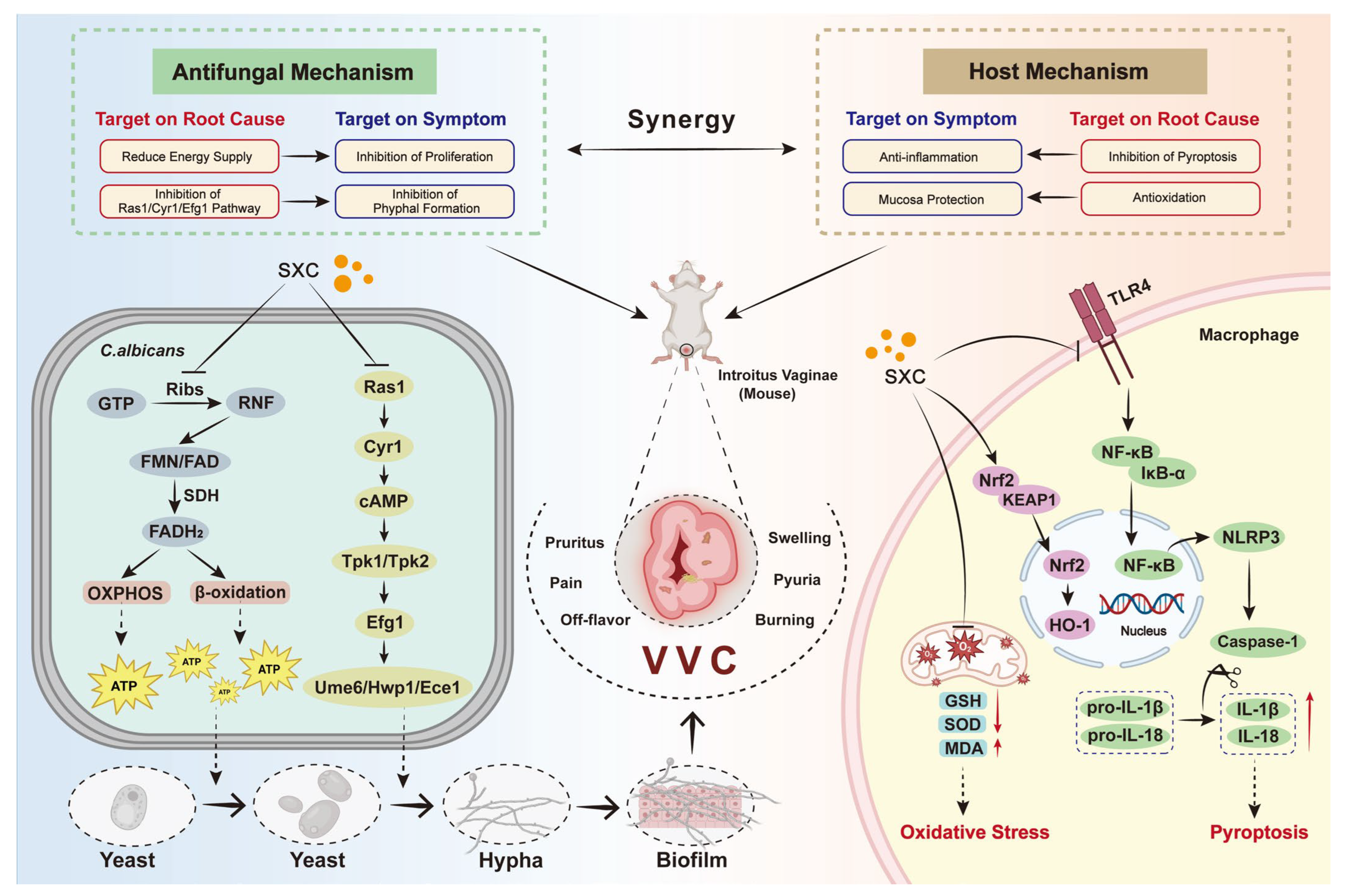 Antioxidants 14 01046 g008 Antioxidants 14 01046 g008