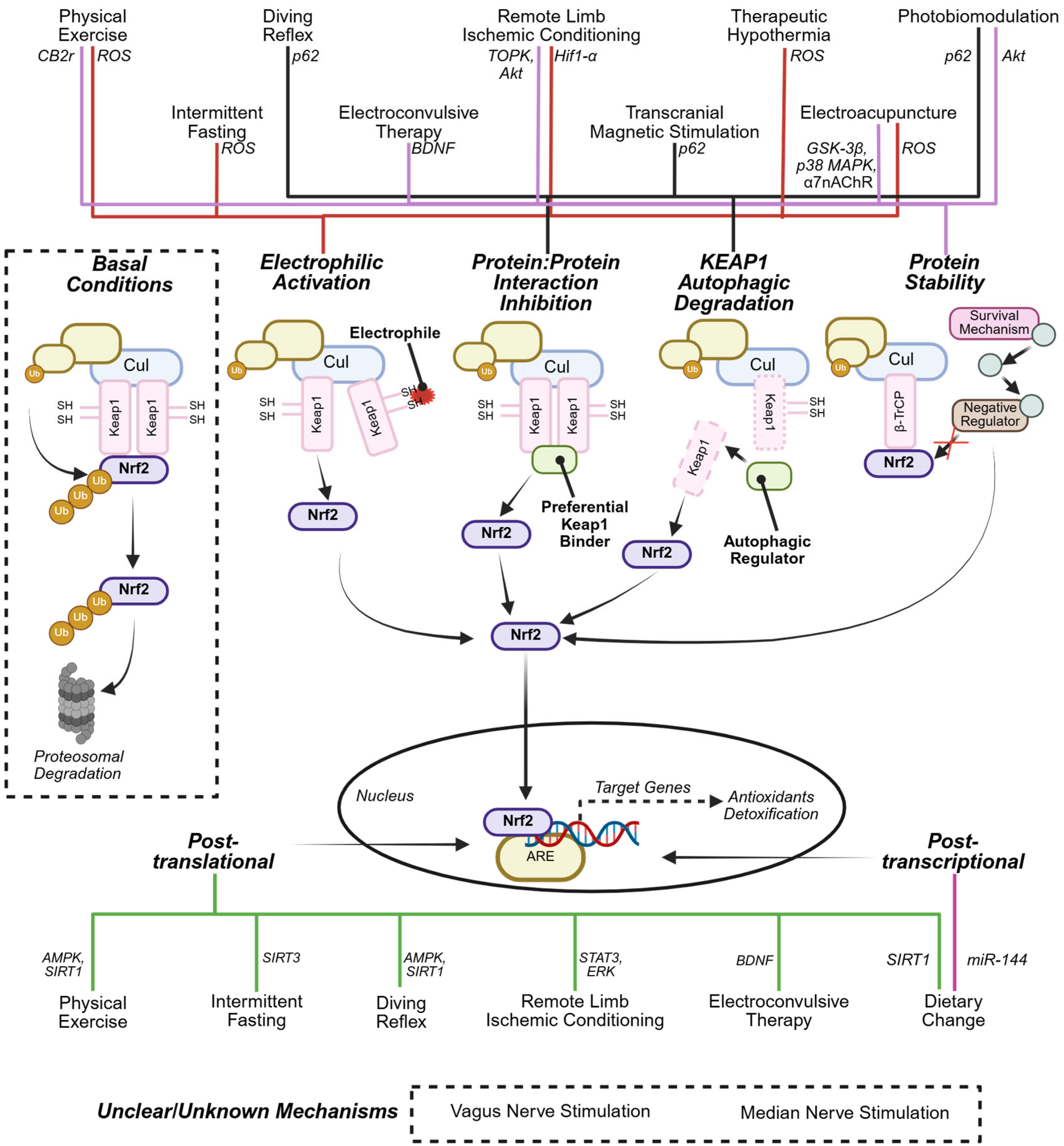 Antioxidants 14 01047 g003