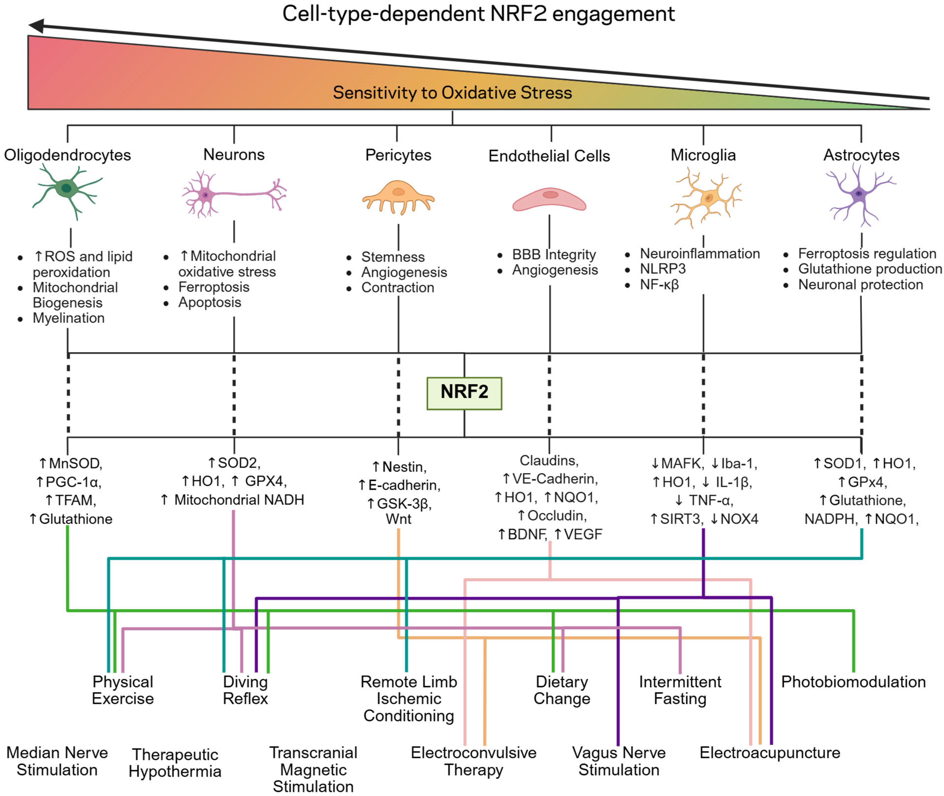 Antioxidants 14 01047 g004