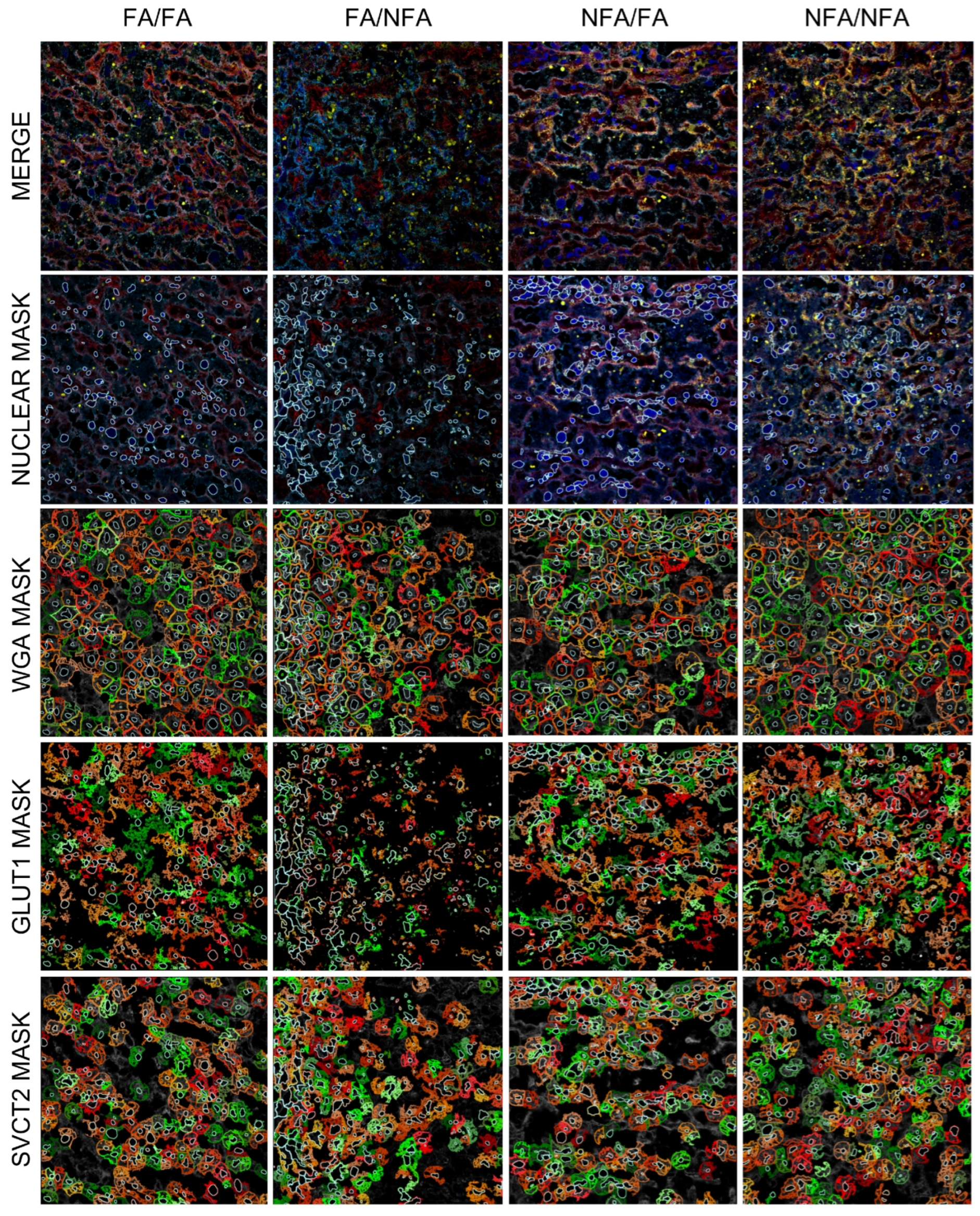 Antioxidants 14 01050 g007 Antioxidants 14 01050 g007