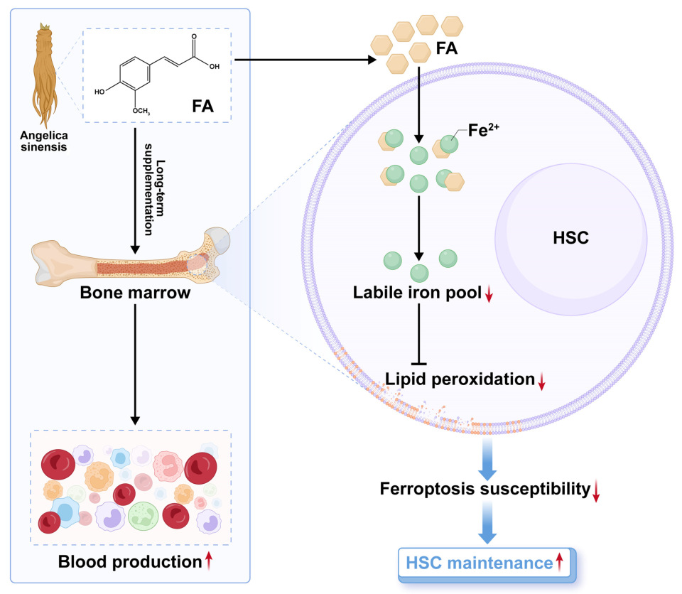 Antioxidants 14 01053 g008 Antioxidants 14 01053 g008
