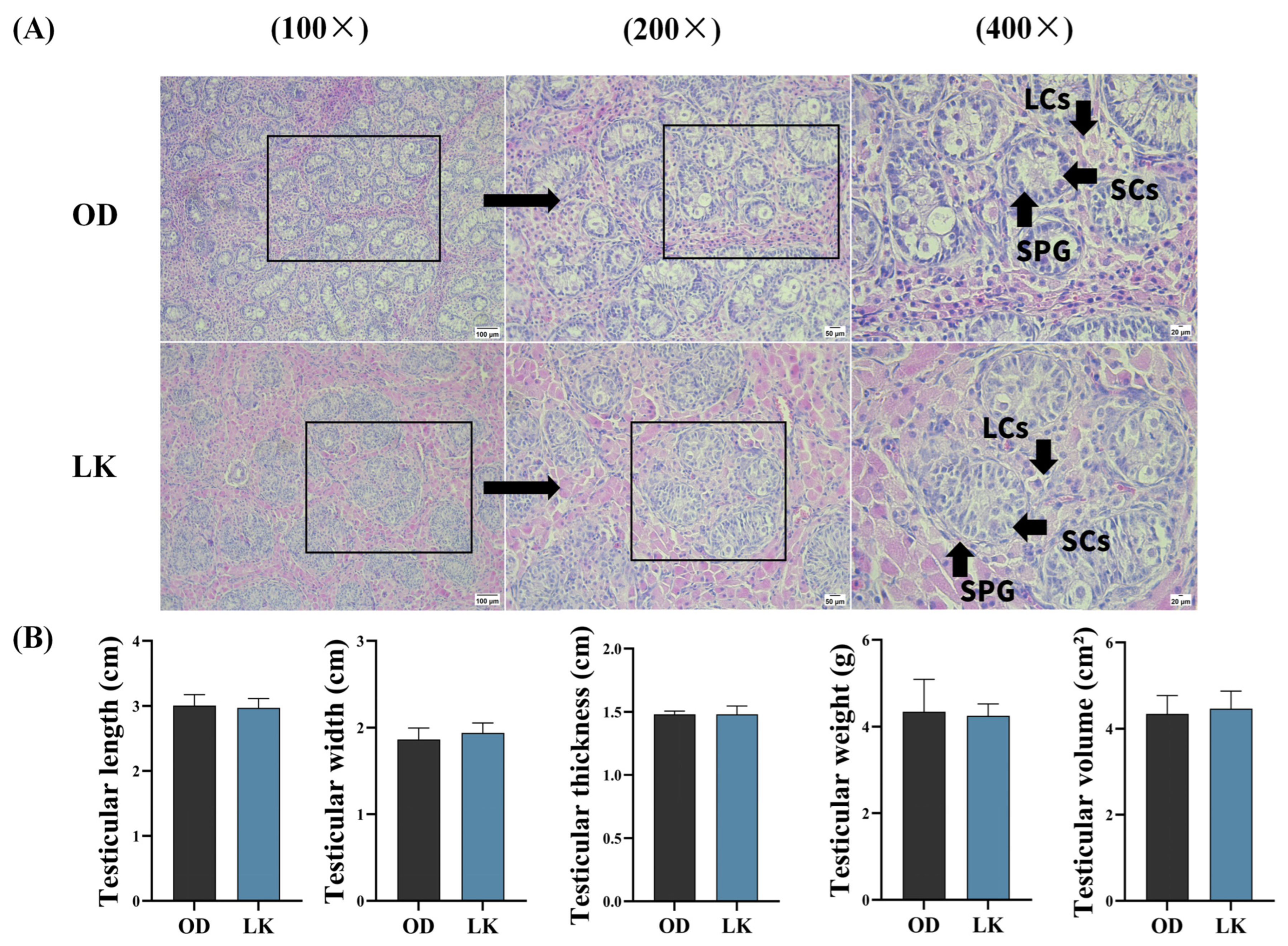 Antioxidants 14 01056 g001 Antioxidants 14 01056 g001