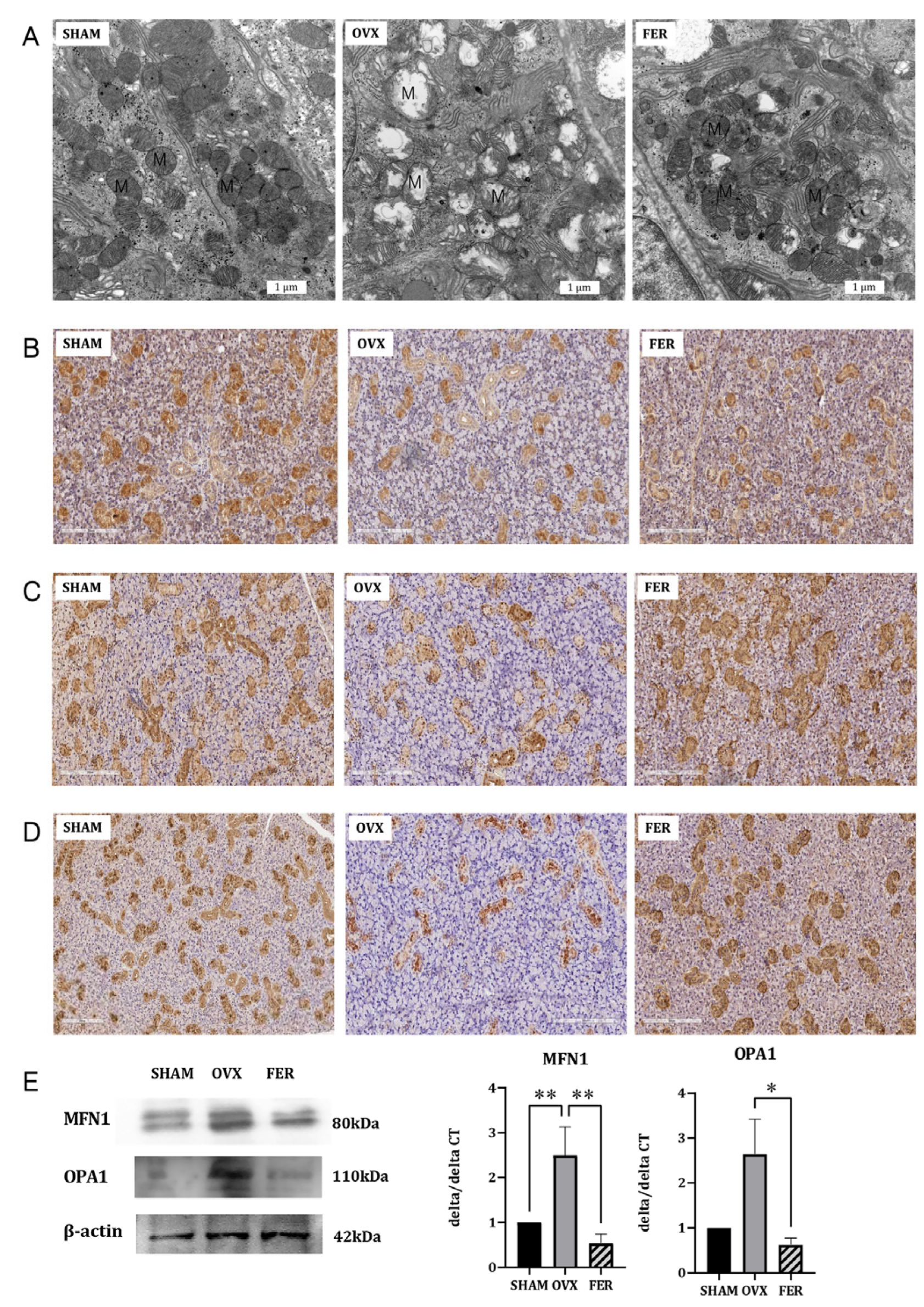 Antioxidants 14 01058 g006