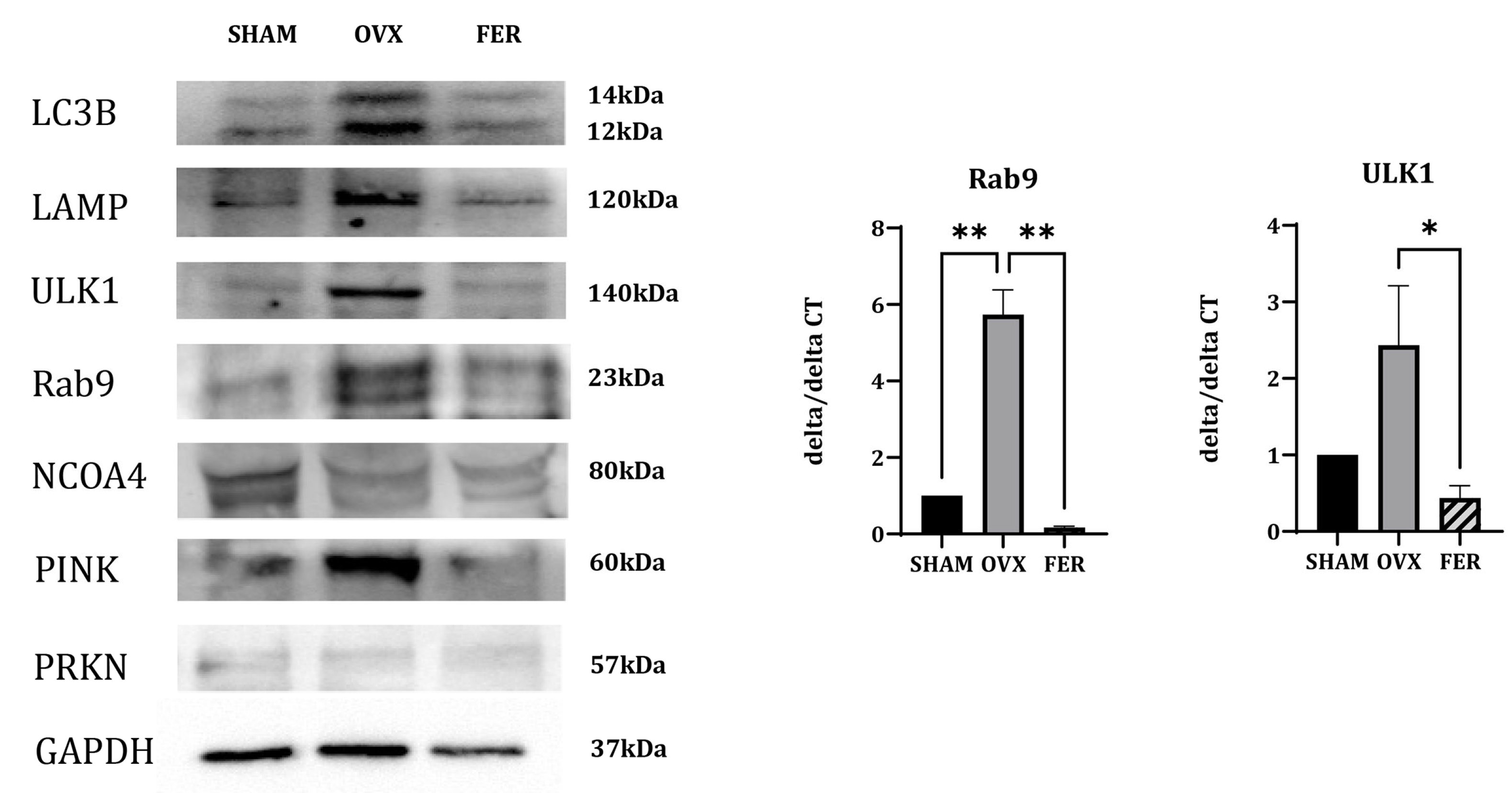 Antioxidants 14 01058 g007