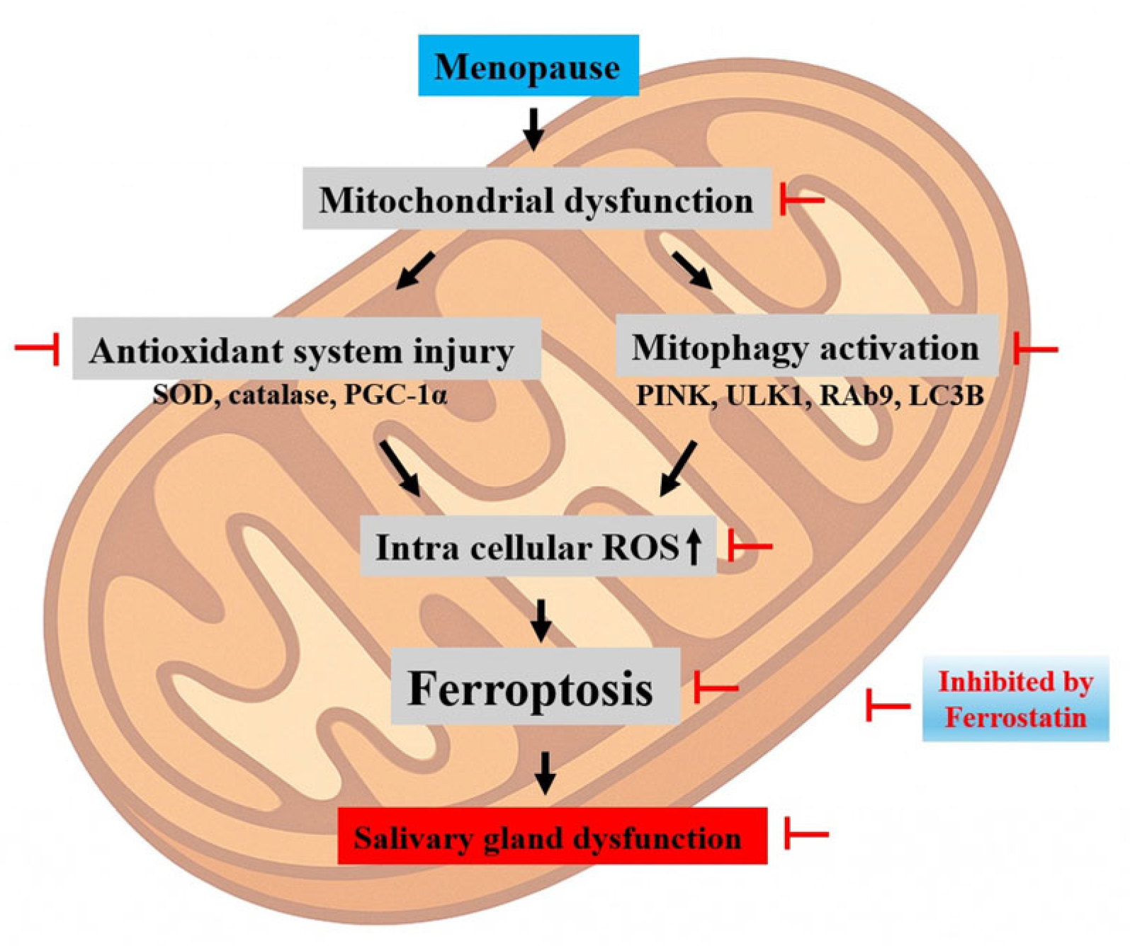 Antioxidants 14 01058 g008