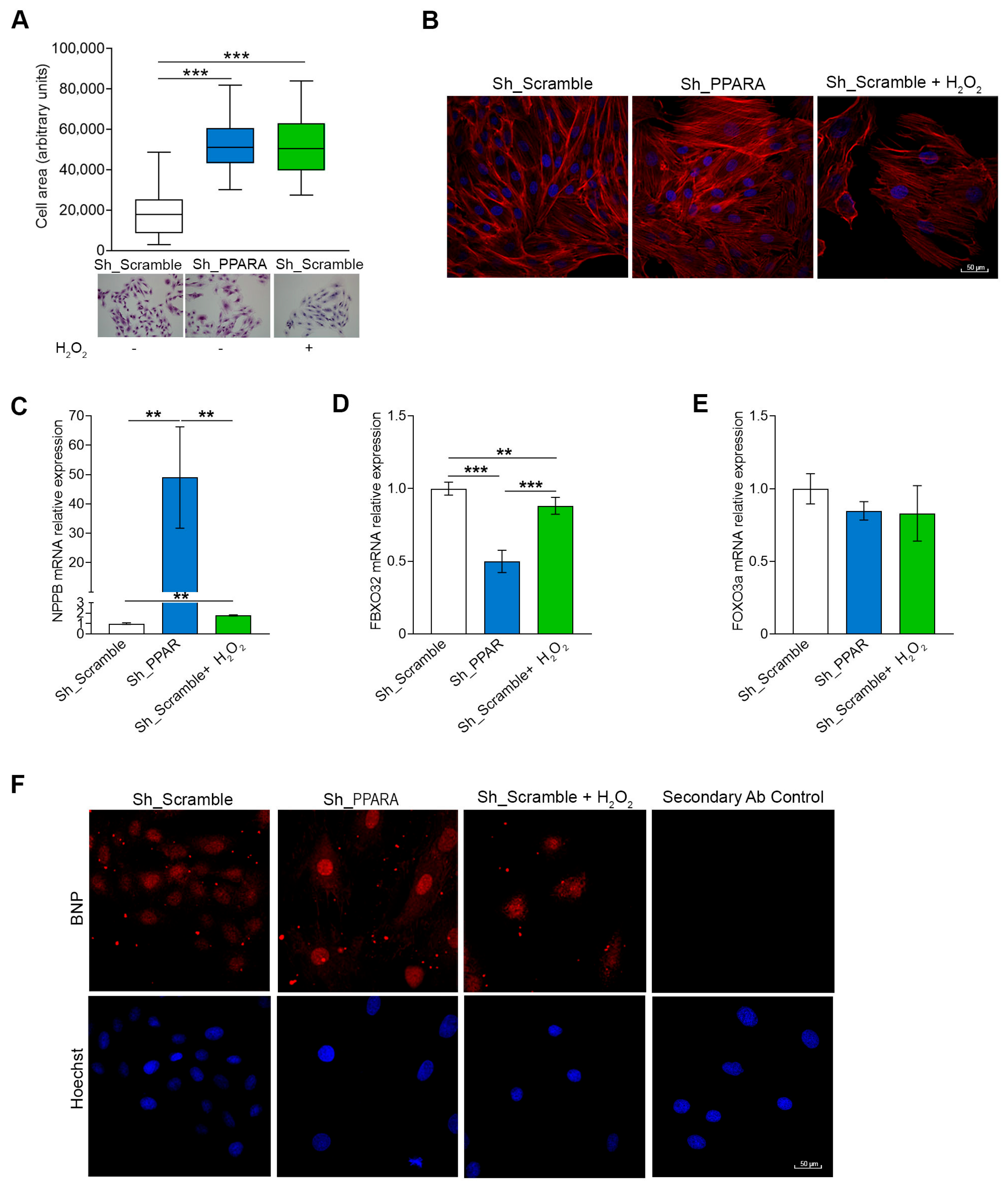 Antioxidants 14 01059 g002 Antioxidants 14 01059 g002
