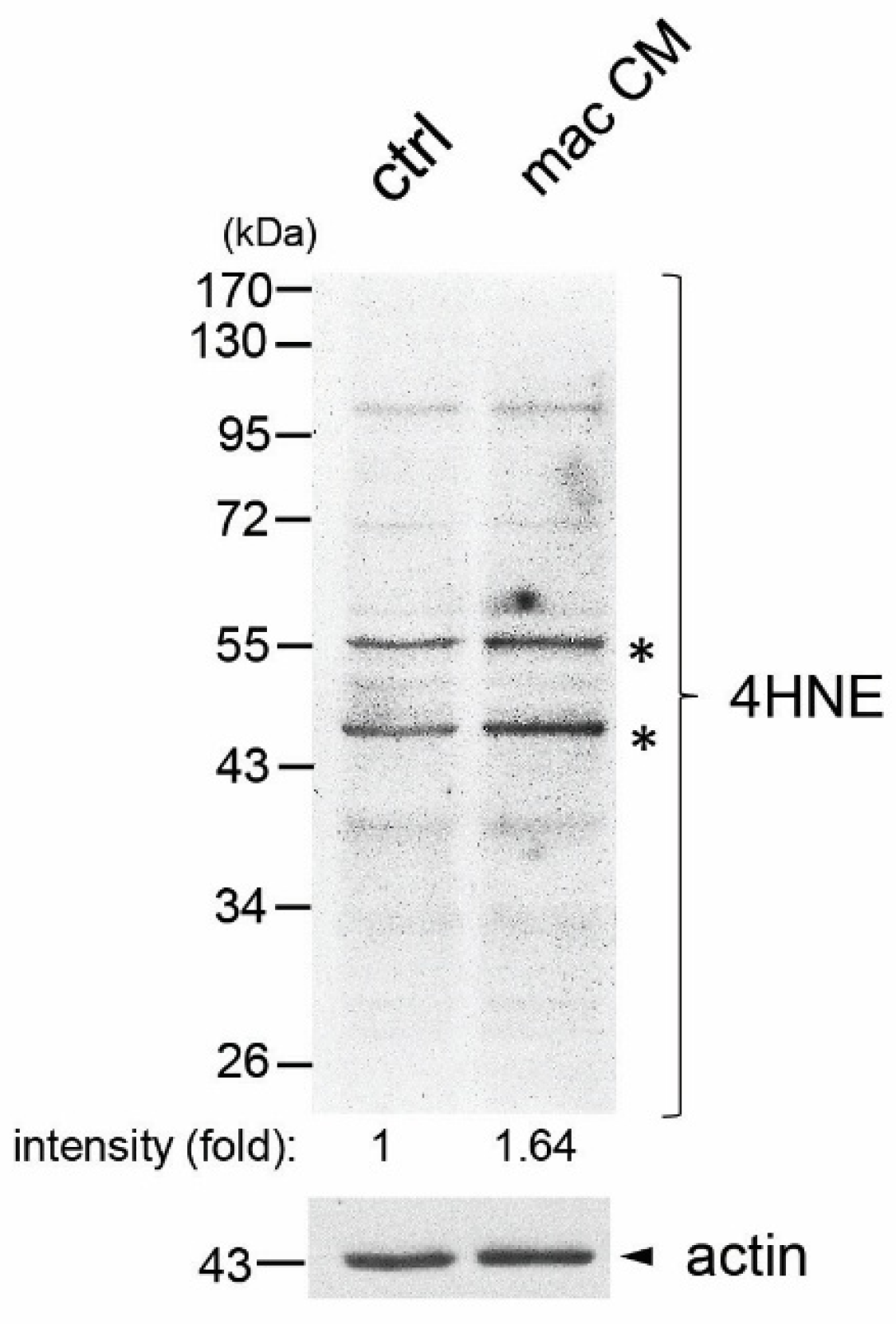 Antioxidants 14 01060 g001
