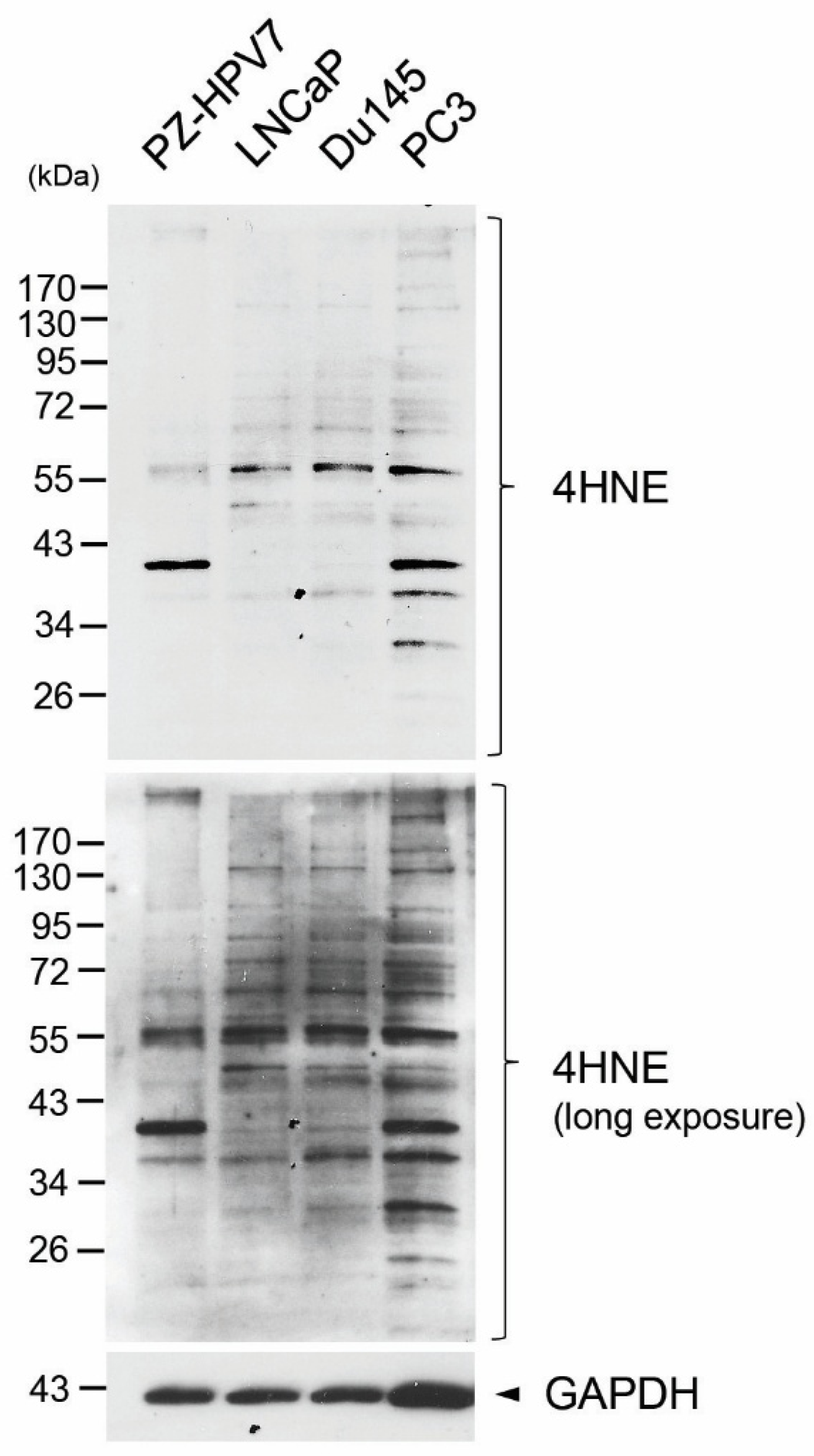 Antioxidants 14 01060 g002