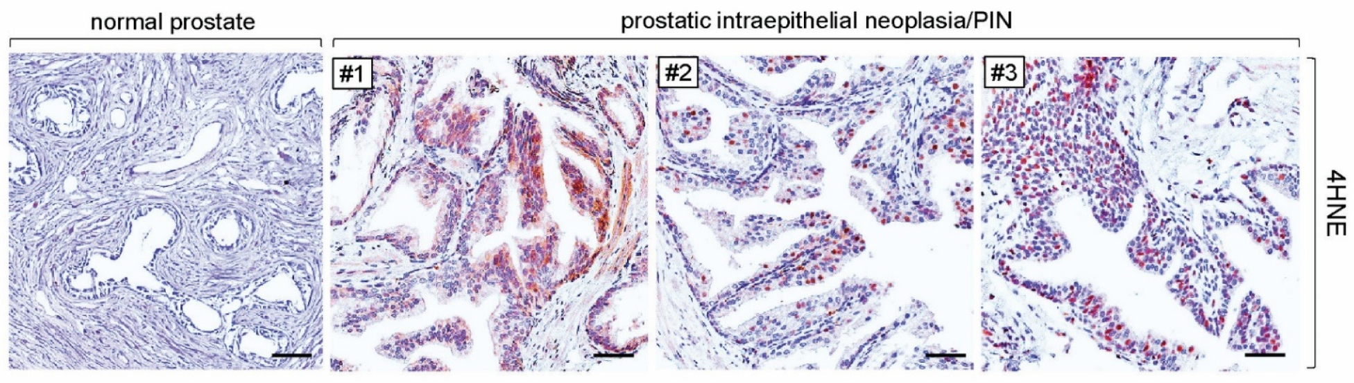 Antioxidants 14 01060 g003