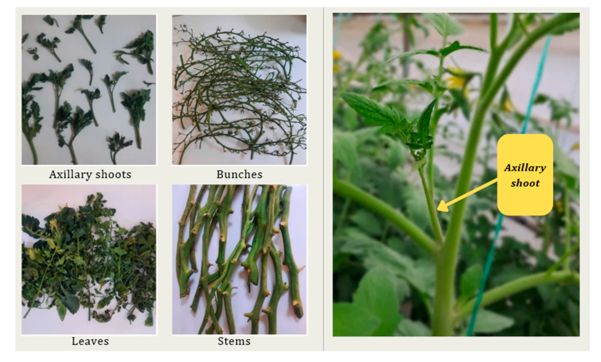 Antioxidants 14 01062 g001